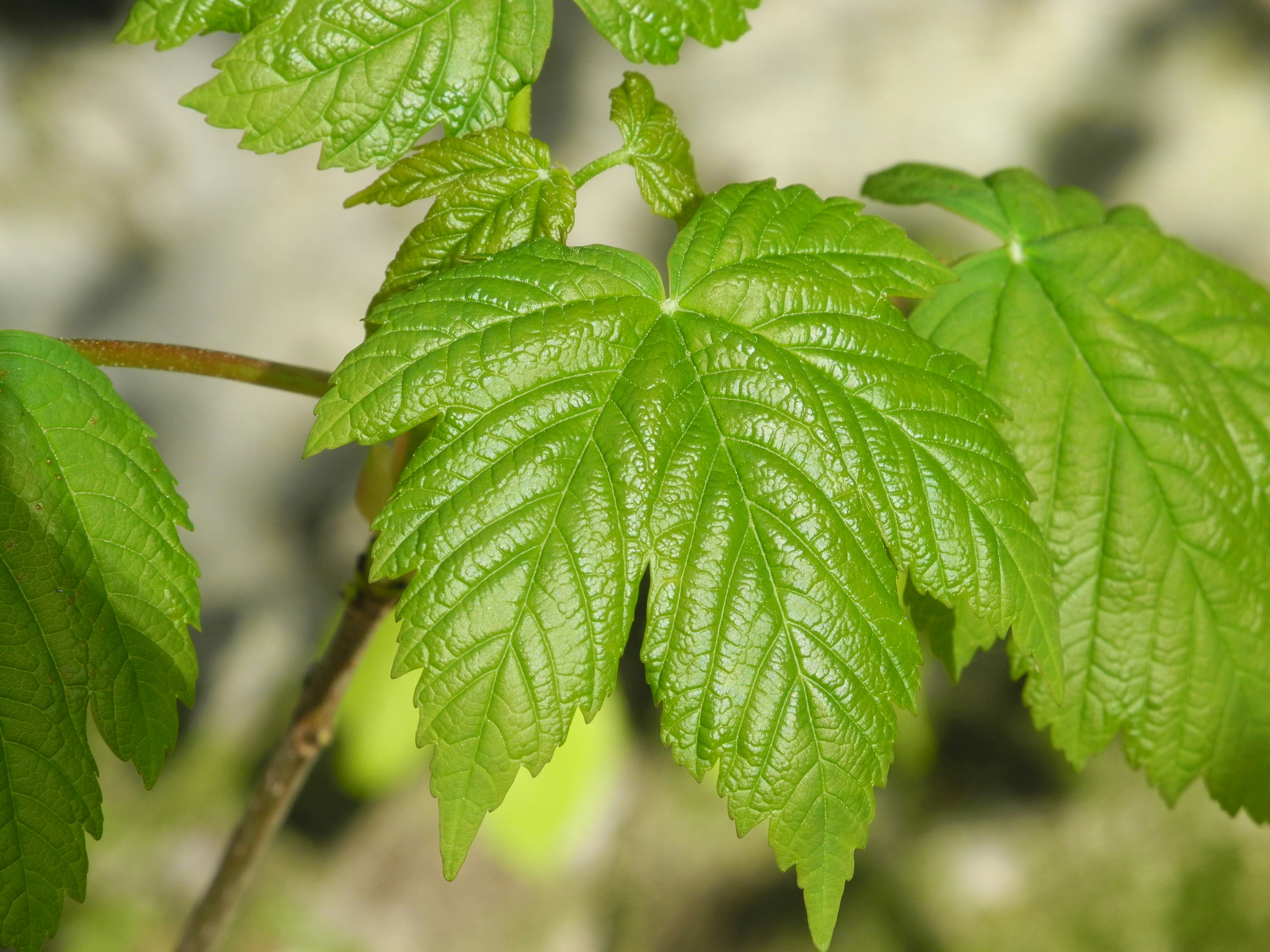 Photo by nikodemus777