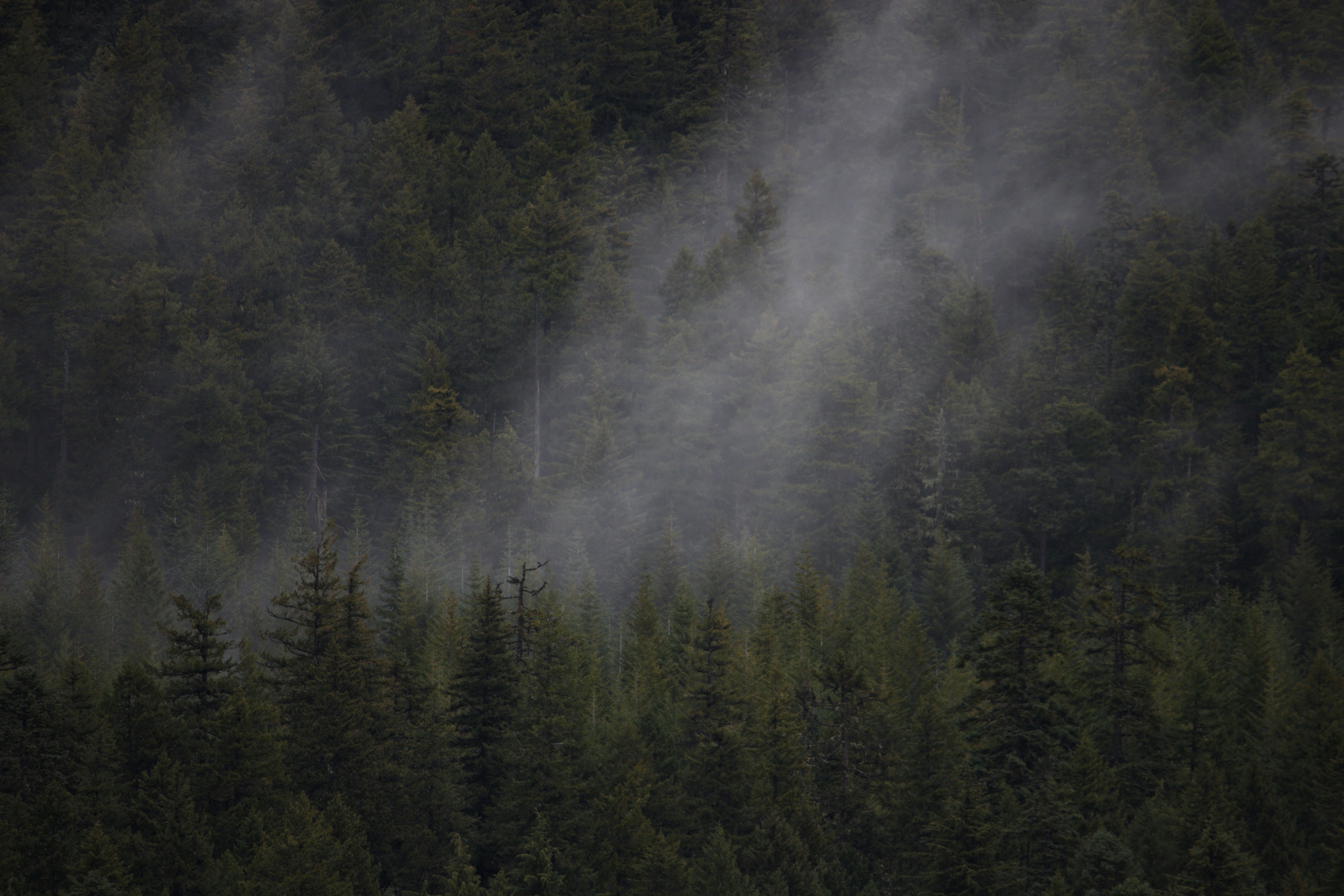 misty pine forest wilderness, wallpaper, Hidden Gems for Secluded Camping: How to Find Quiet Spots 4