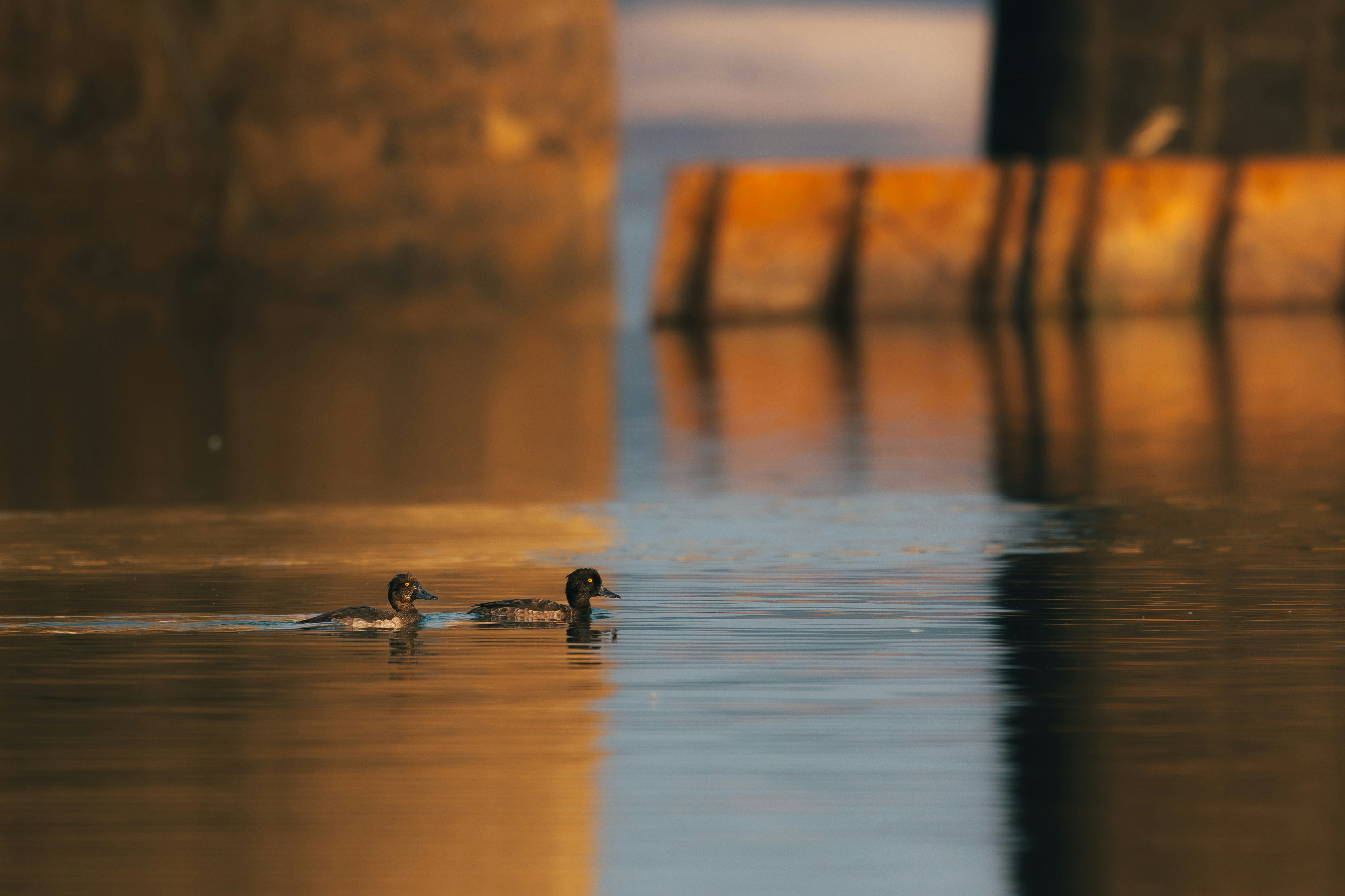 Photo by dattatreyapatra