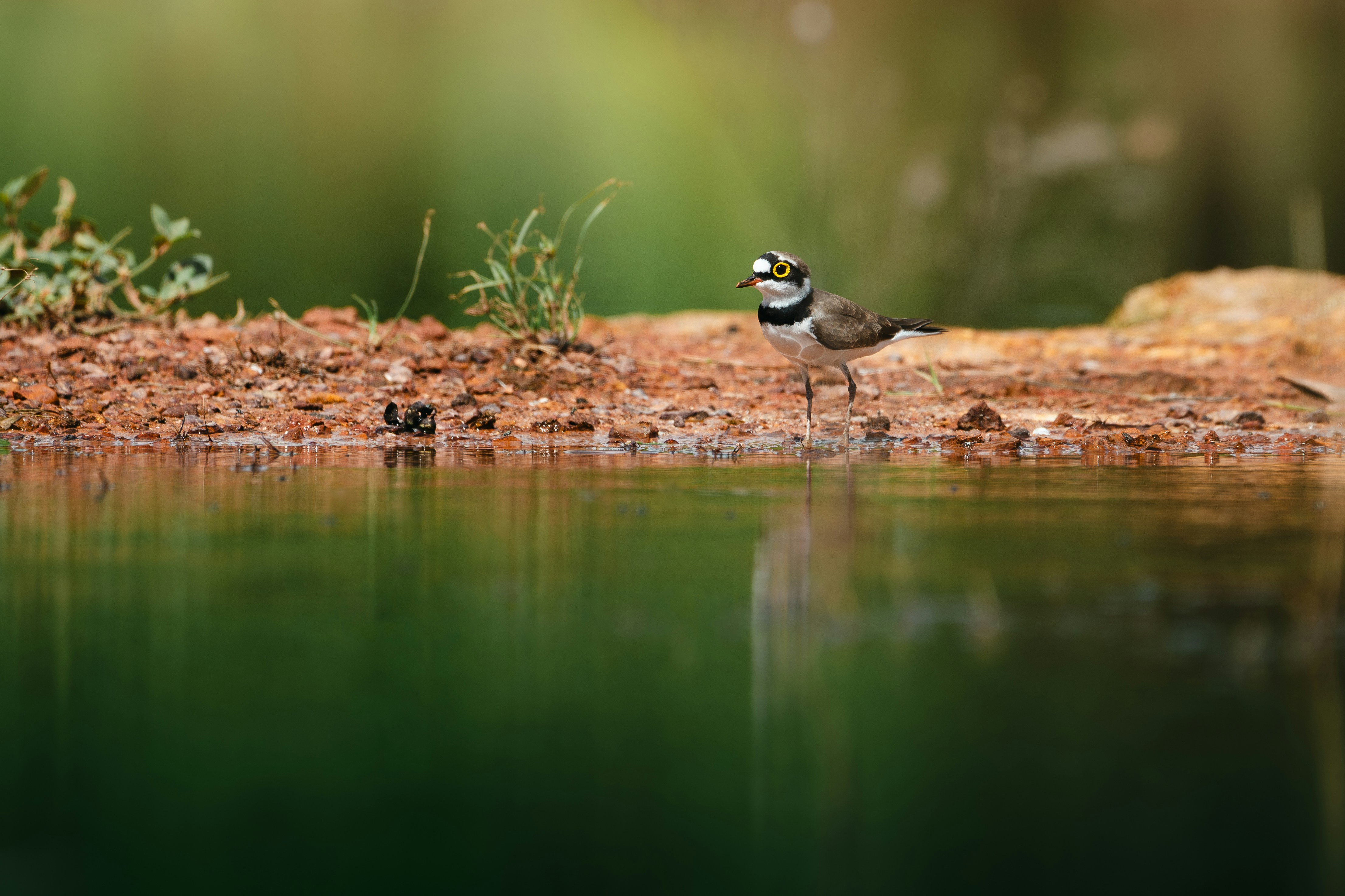 Photo by dattatreyapatra