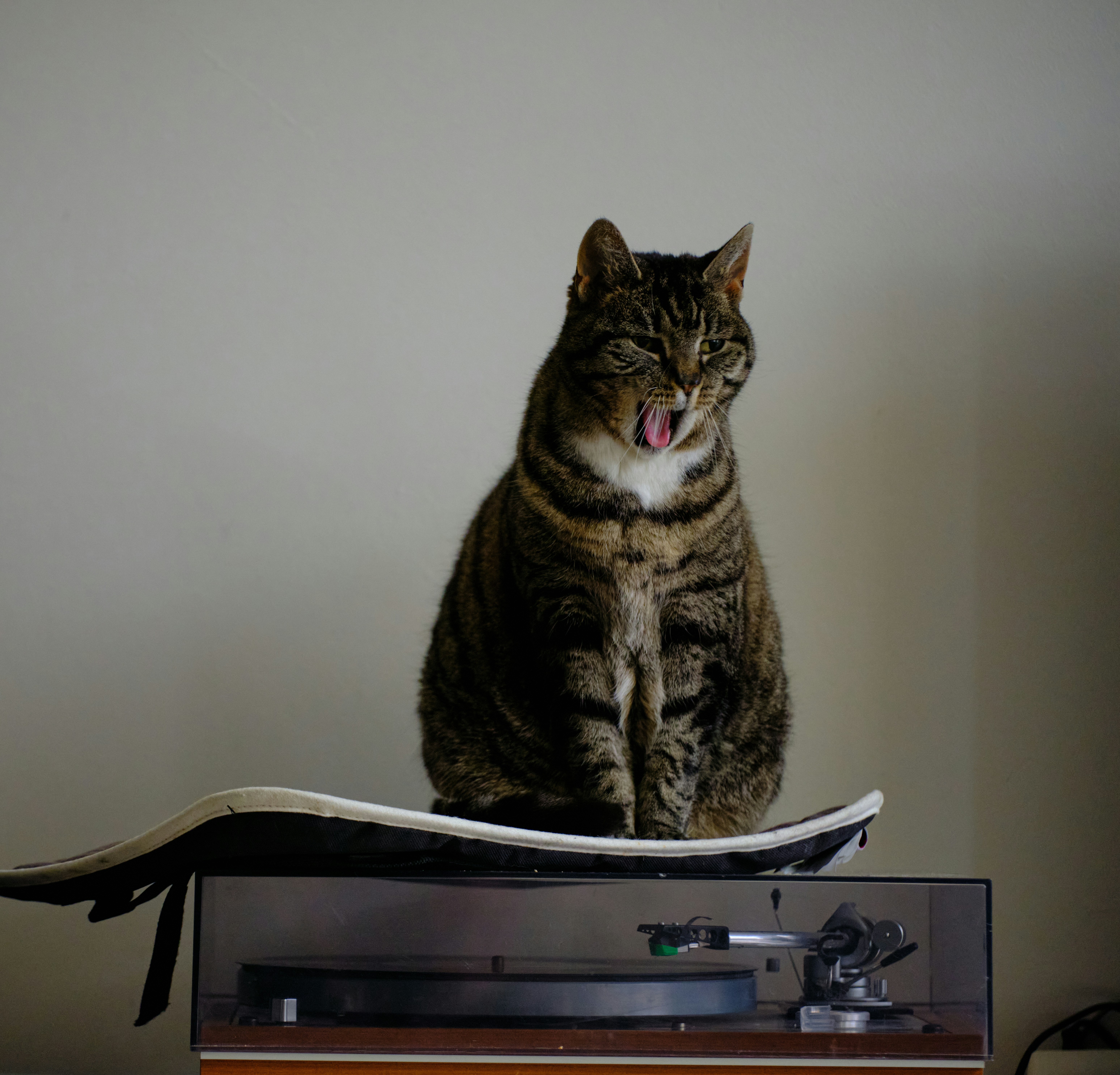 Gato malhado que senta-se em um skate sobre o jogador de registro