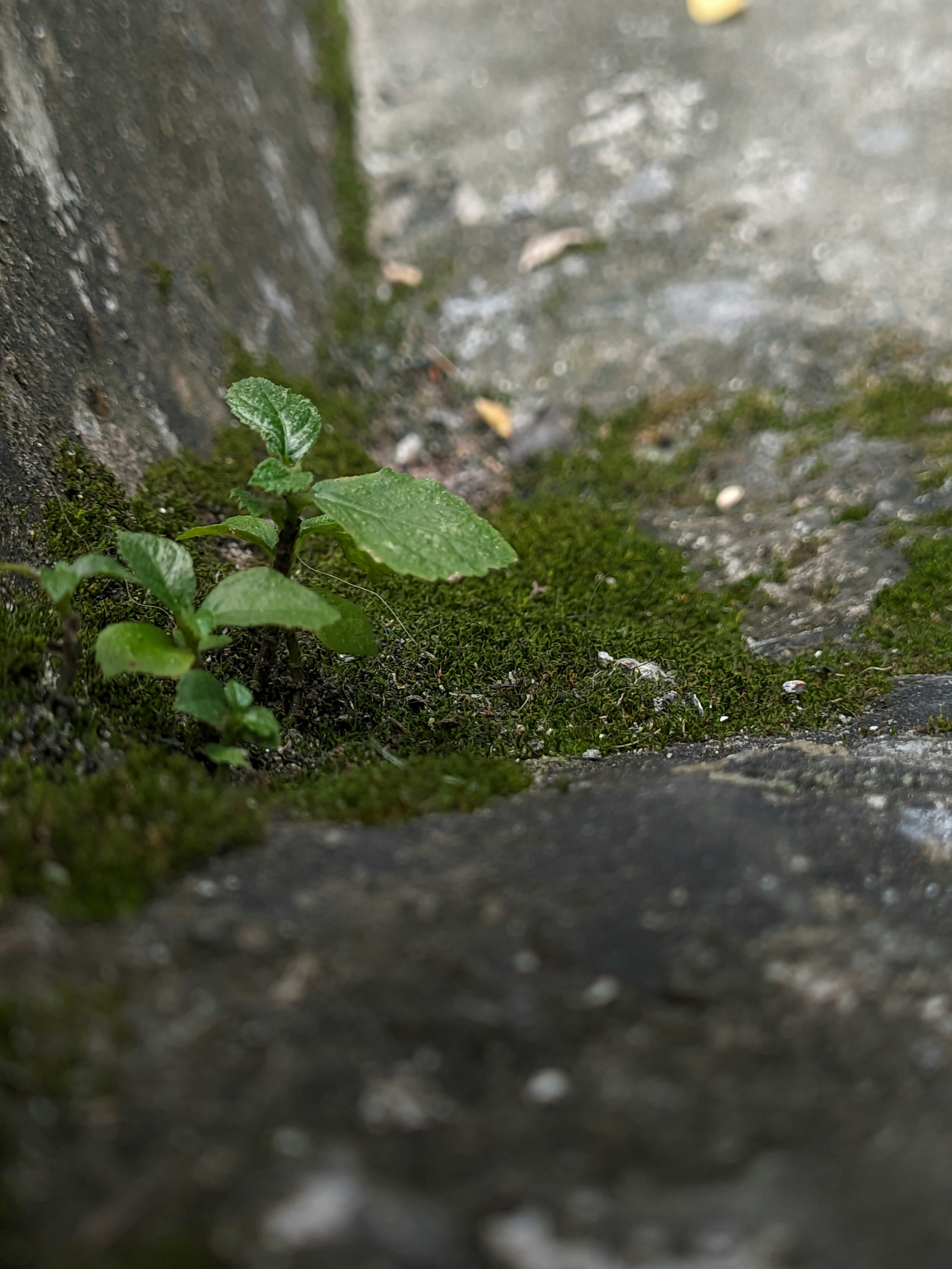 Small green plant growing through mossy concrete.