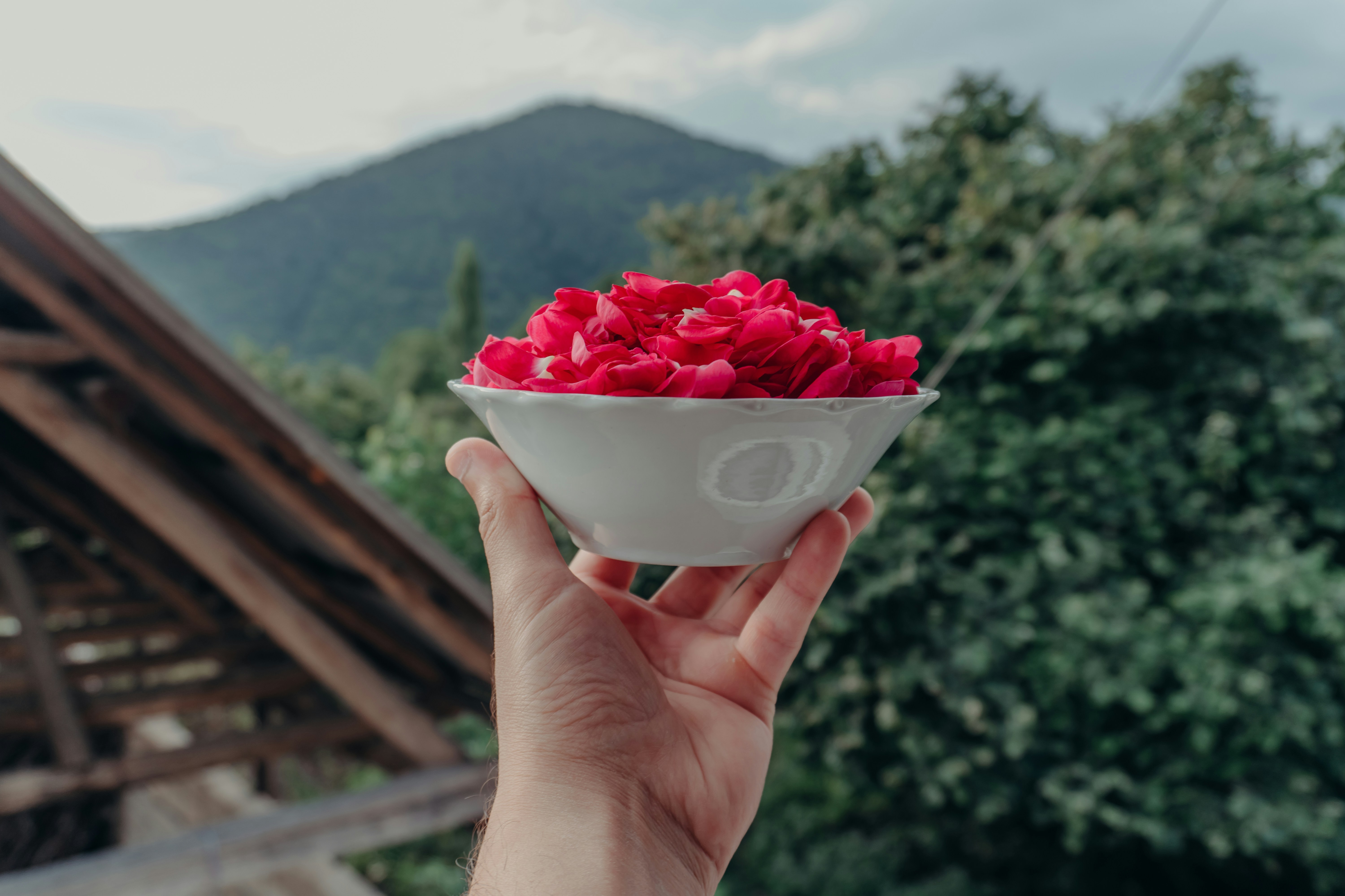 Hand holding bowl of red rose petals outdoors.