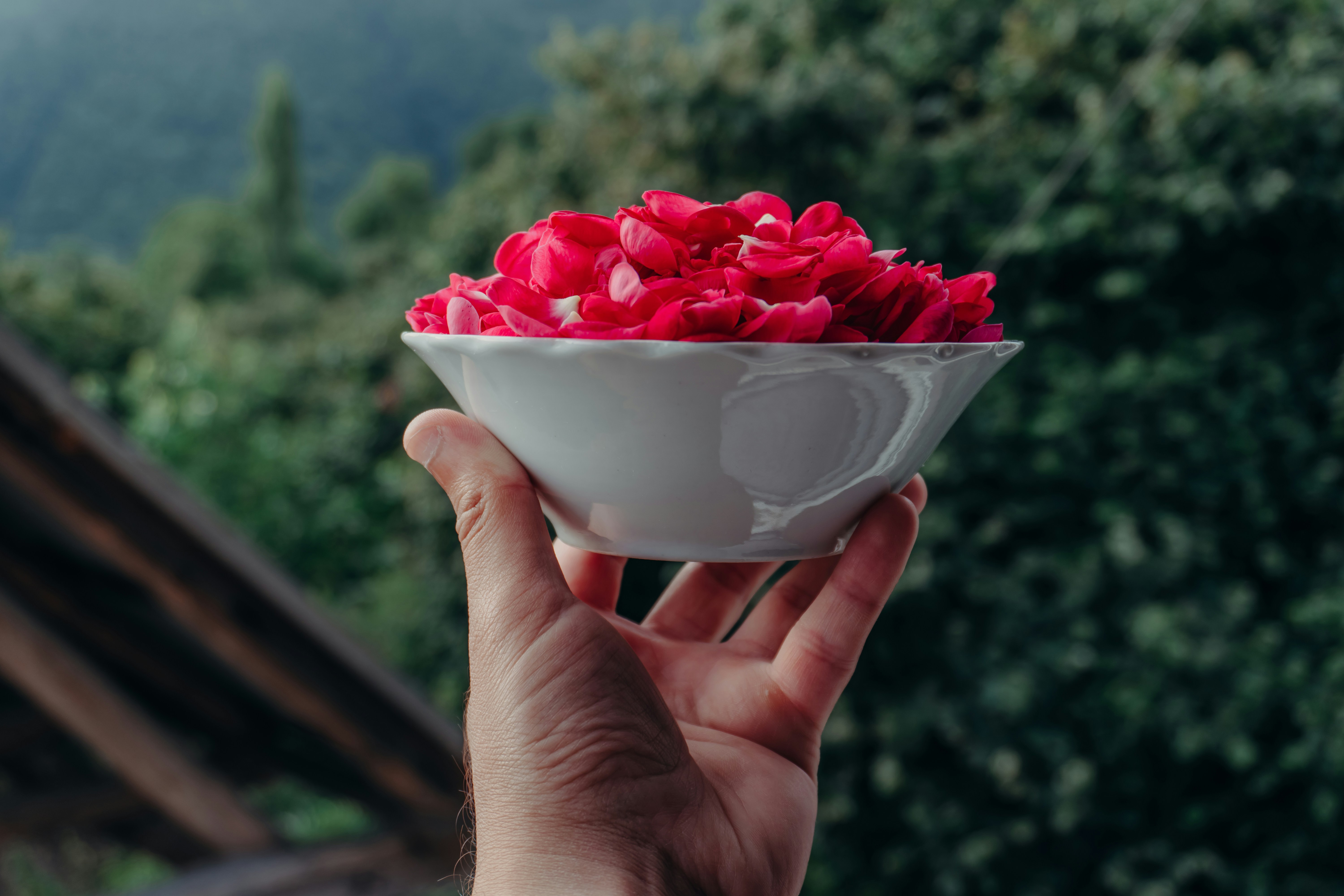 Rose Harvesting & Perfume Craft