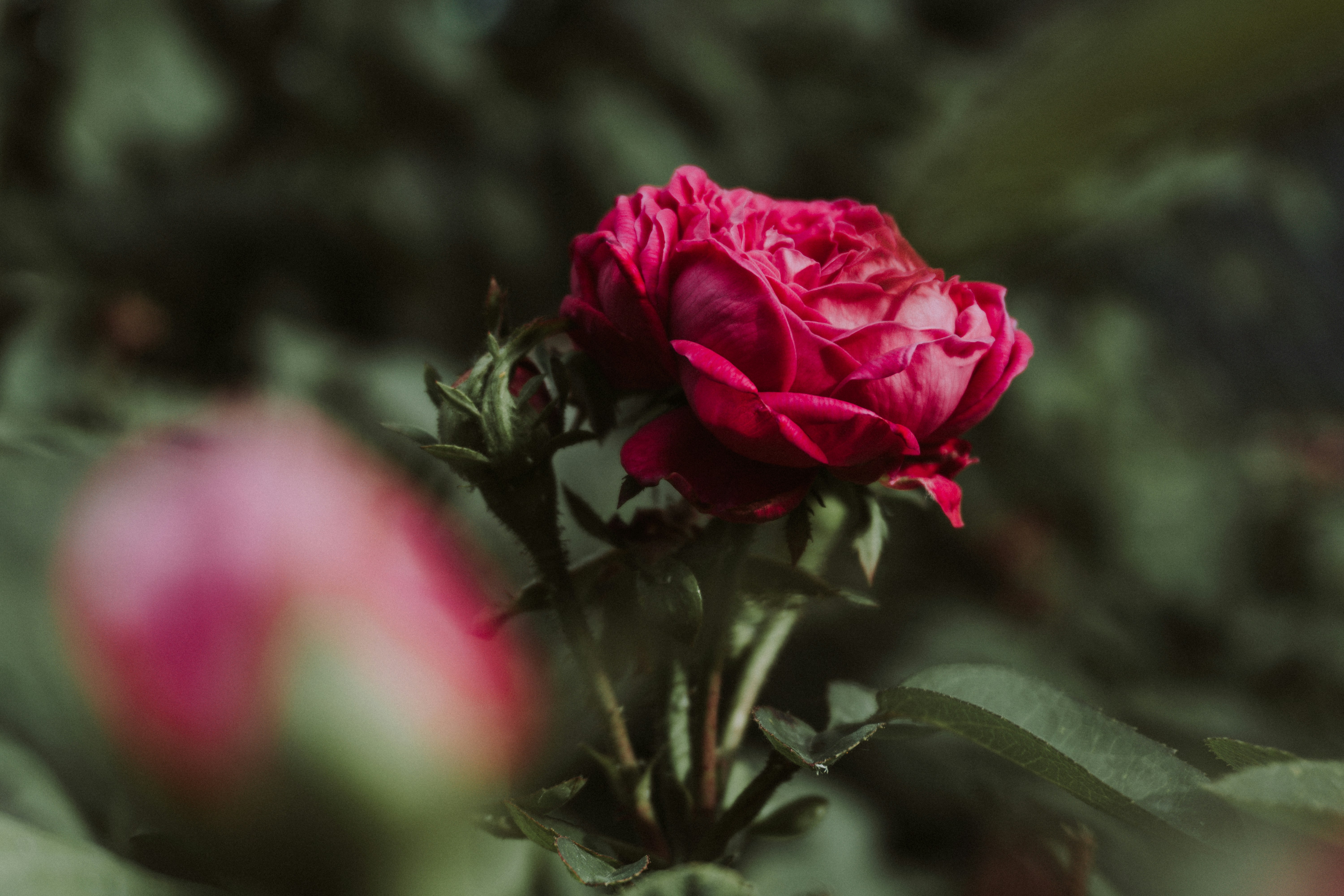 A vibrant red rose blooms in soft focus.