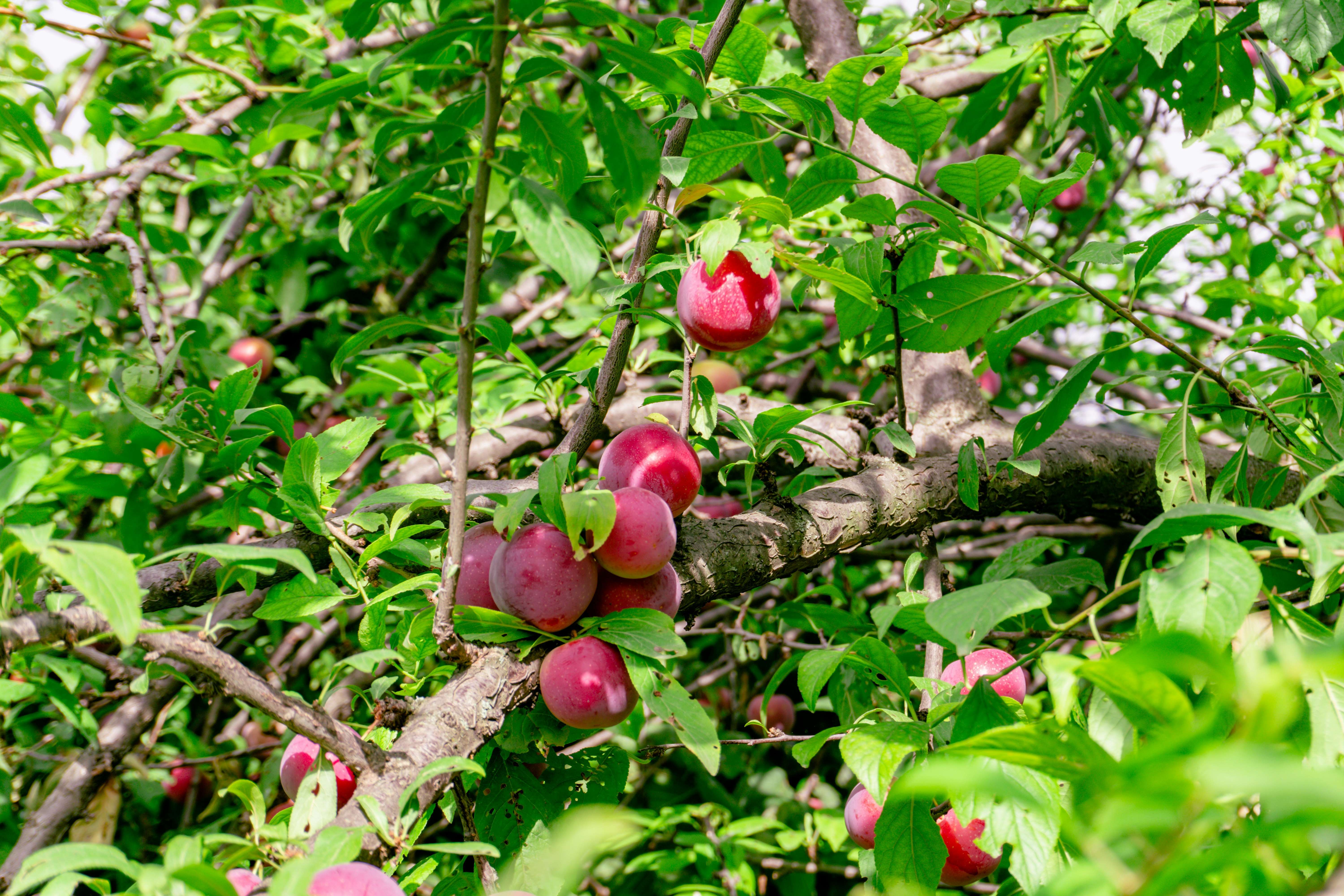 Photo by zulfugarkarimov