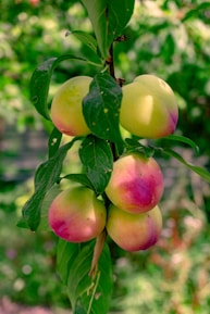 Plums ripening on a branch with green leaves.