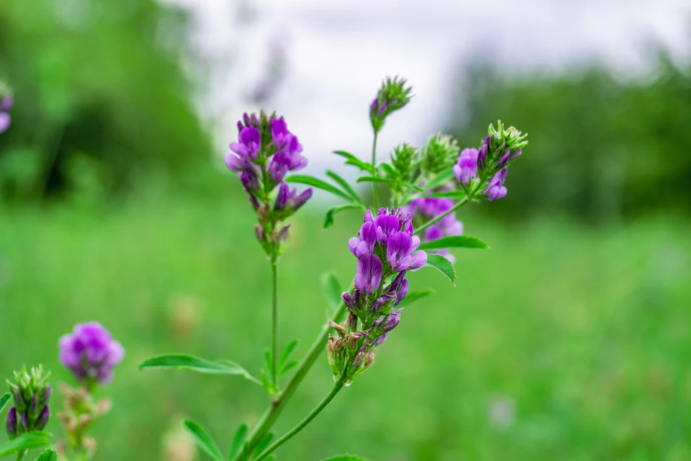 Lucerne &mdash; RhizoPulse Lucerne
