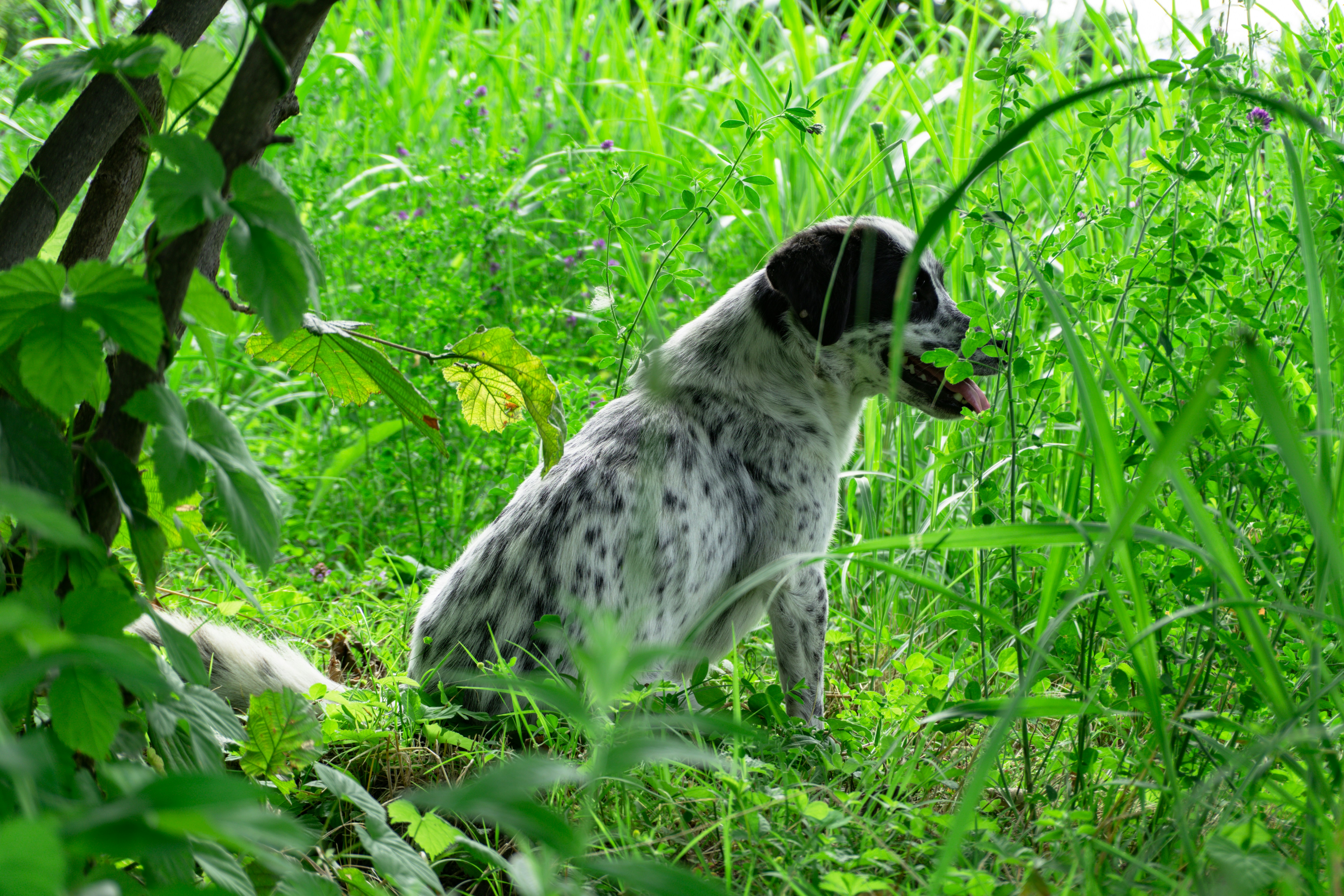 A spotted dog sits in tall green grass.