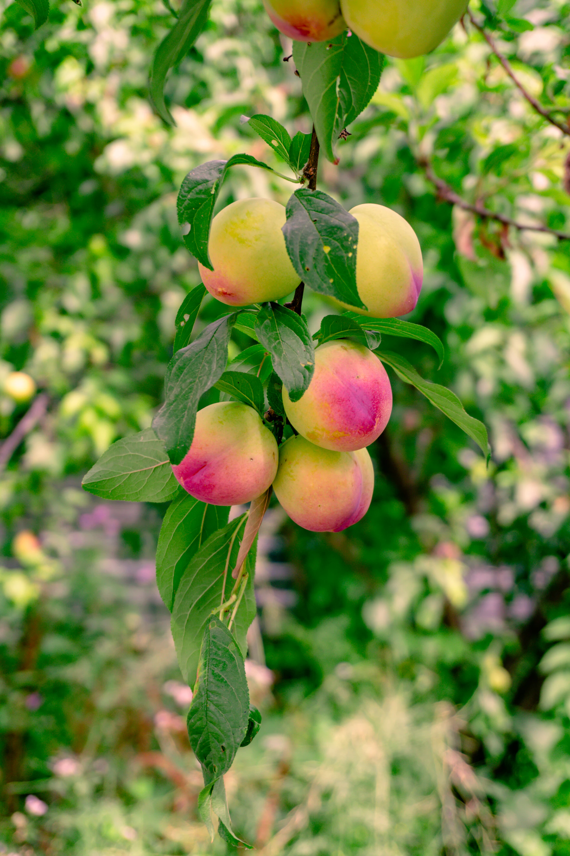 Ripe plums hanging from a tree branch