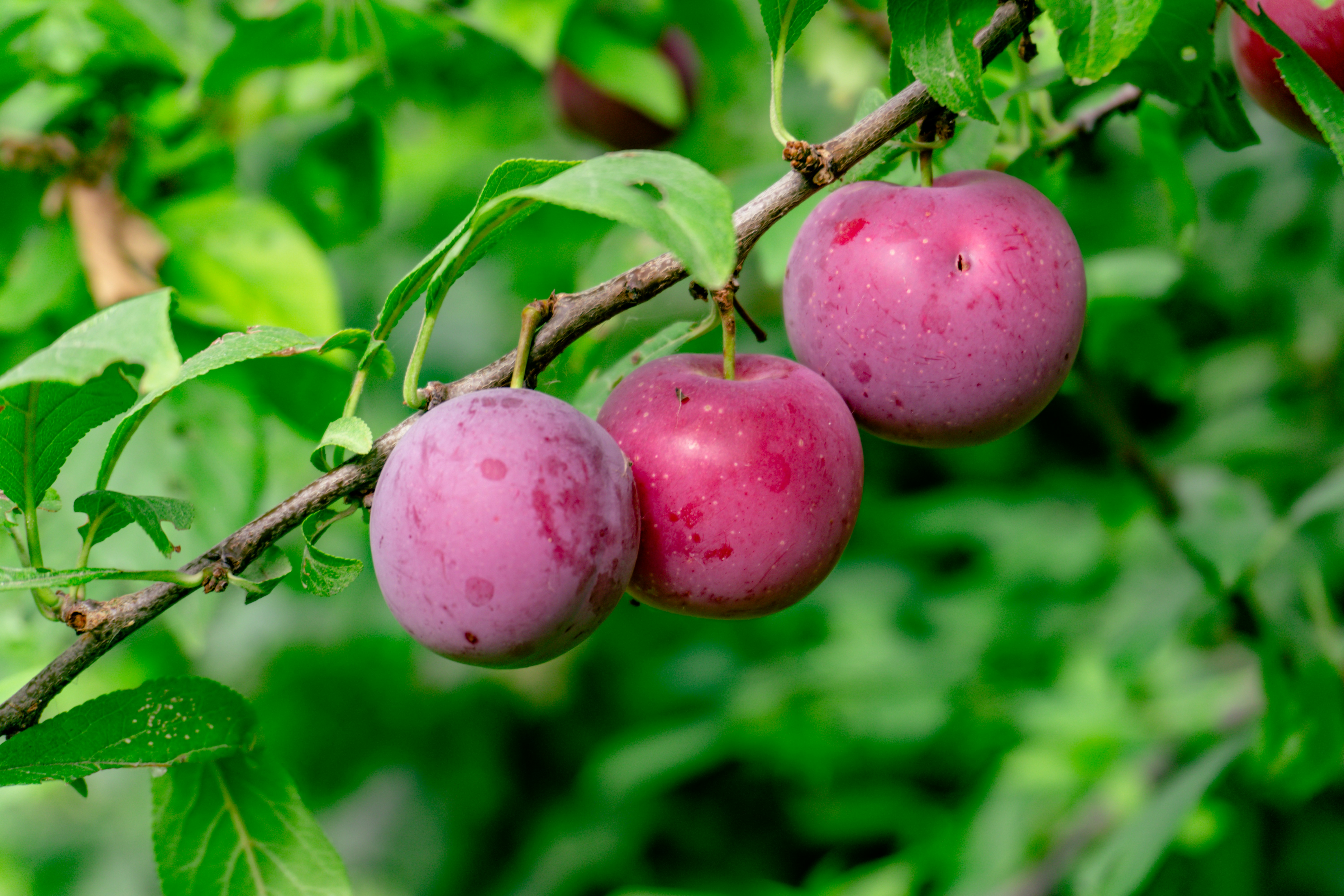 Three ripe plums hanging on a tree branch