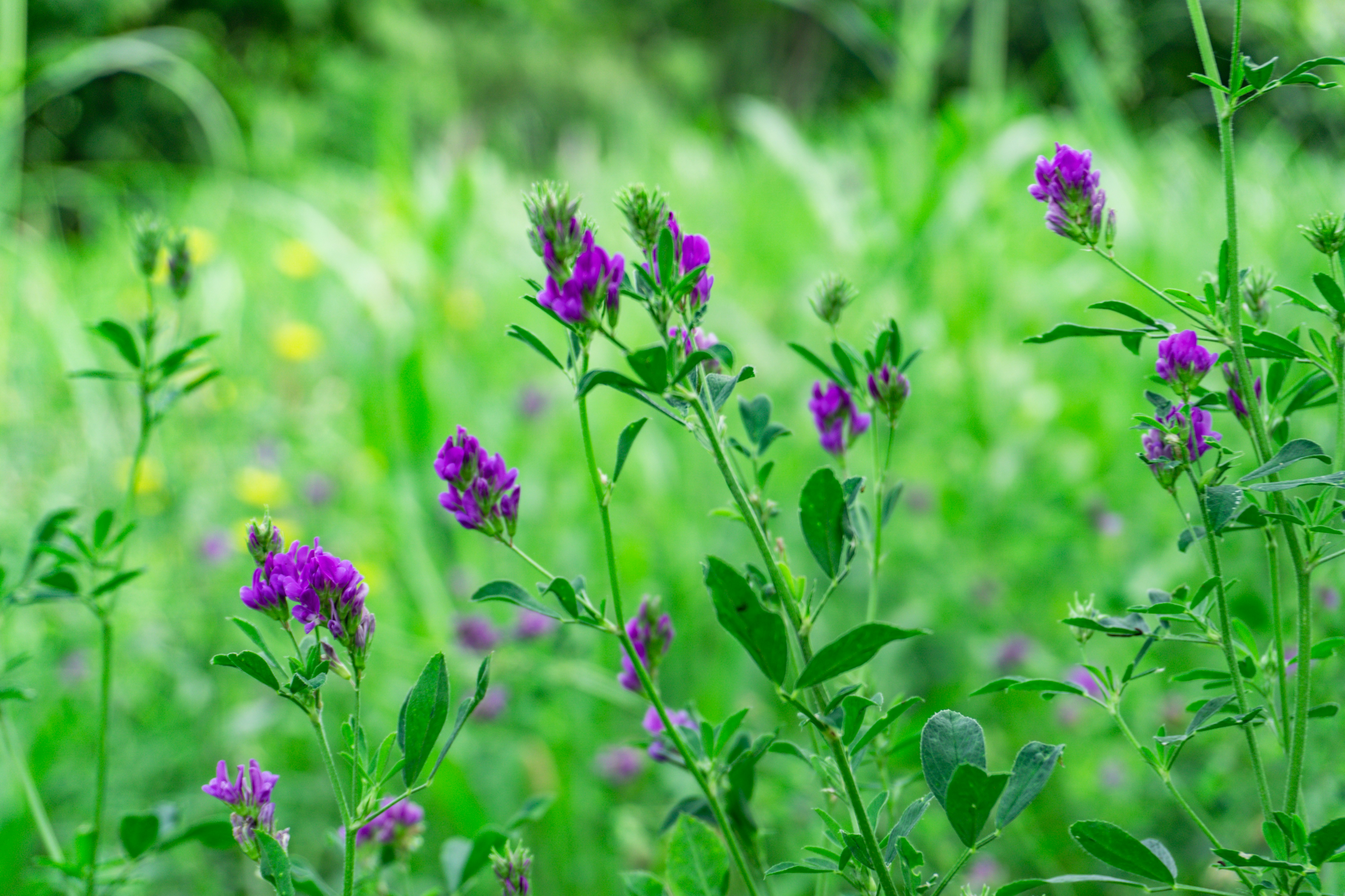 Purple wildflowers blooming in a green meadow.