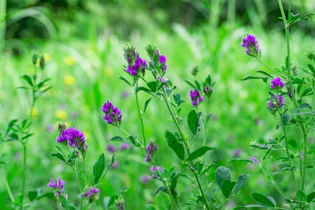 Purple wildflowers blooming in a green meadow