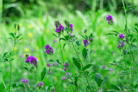 Purple wildflowers blooming in a green meadow