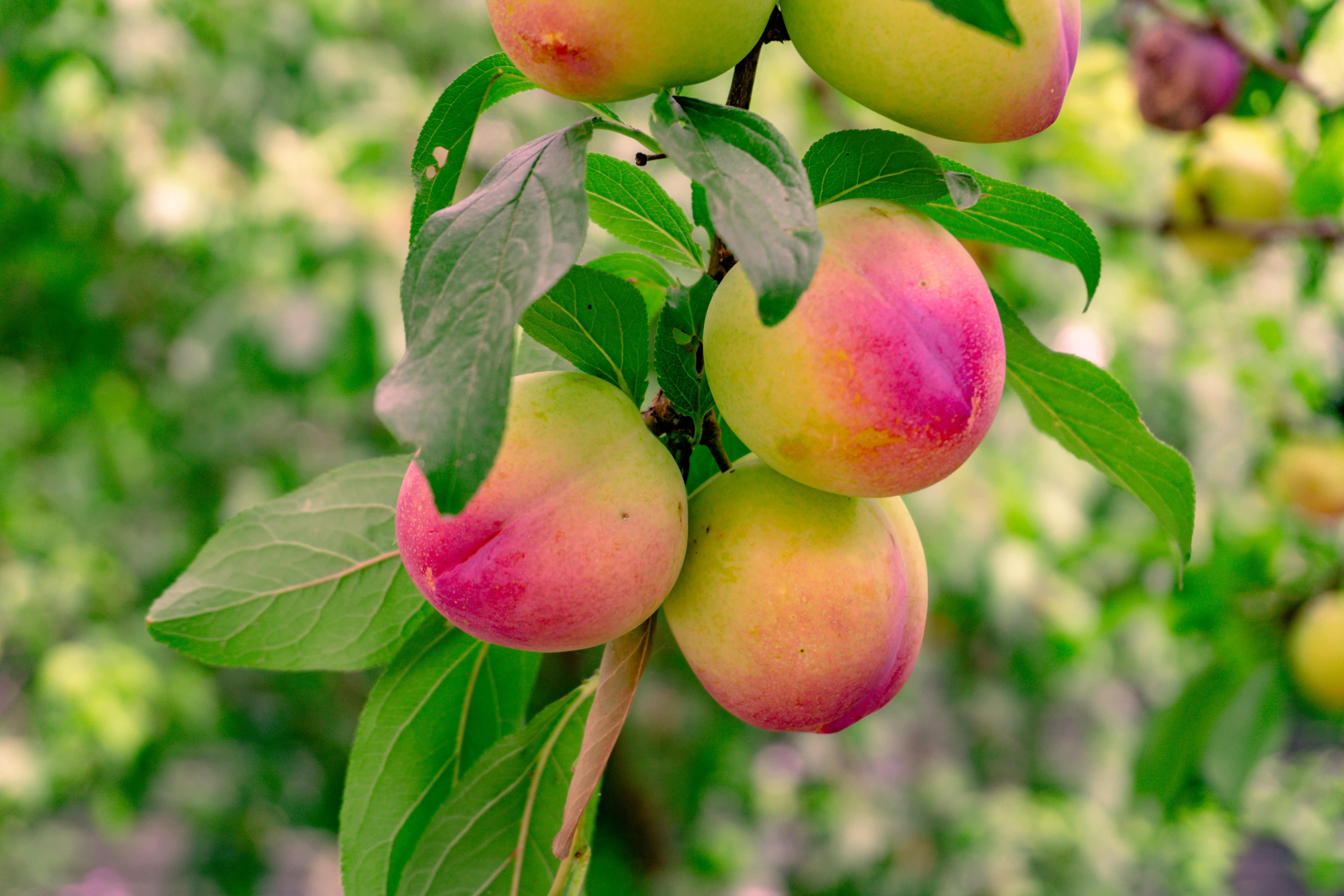 Photo by zulfugarkarimov