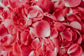 Close-up of pink rose petals and buds.