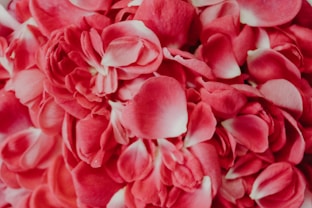 Close-up of pink rose petals and buds.