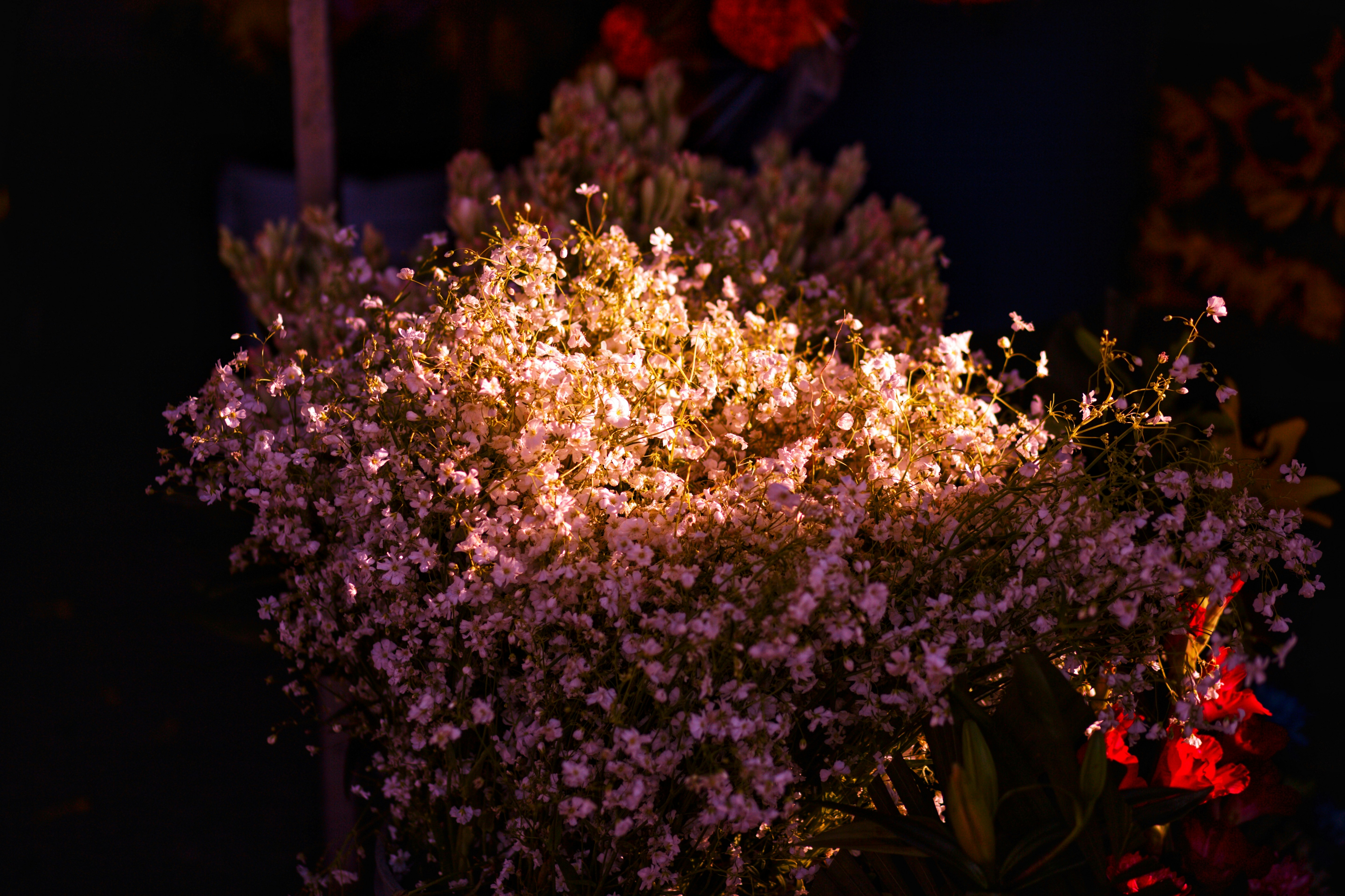 A bouquet of delicate white flowers with warm lighting
