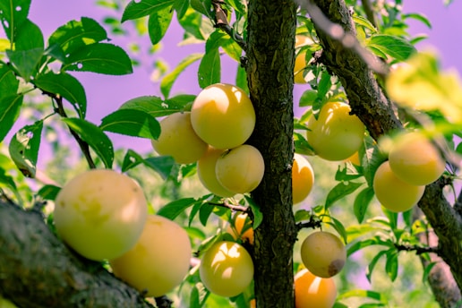 Yellow plums ripening on a tree branch.