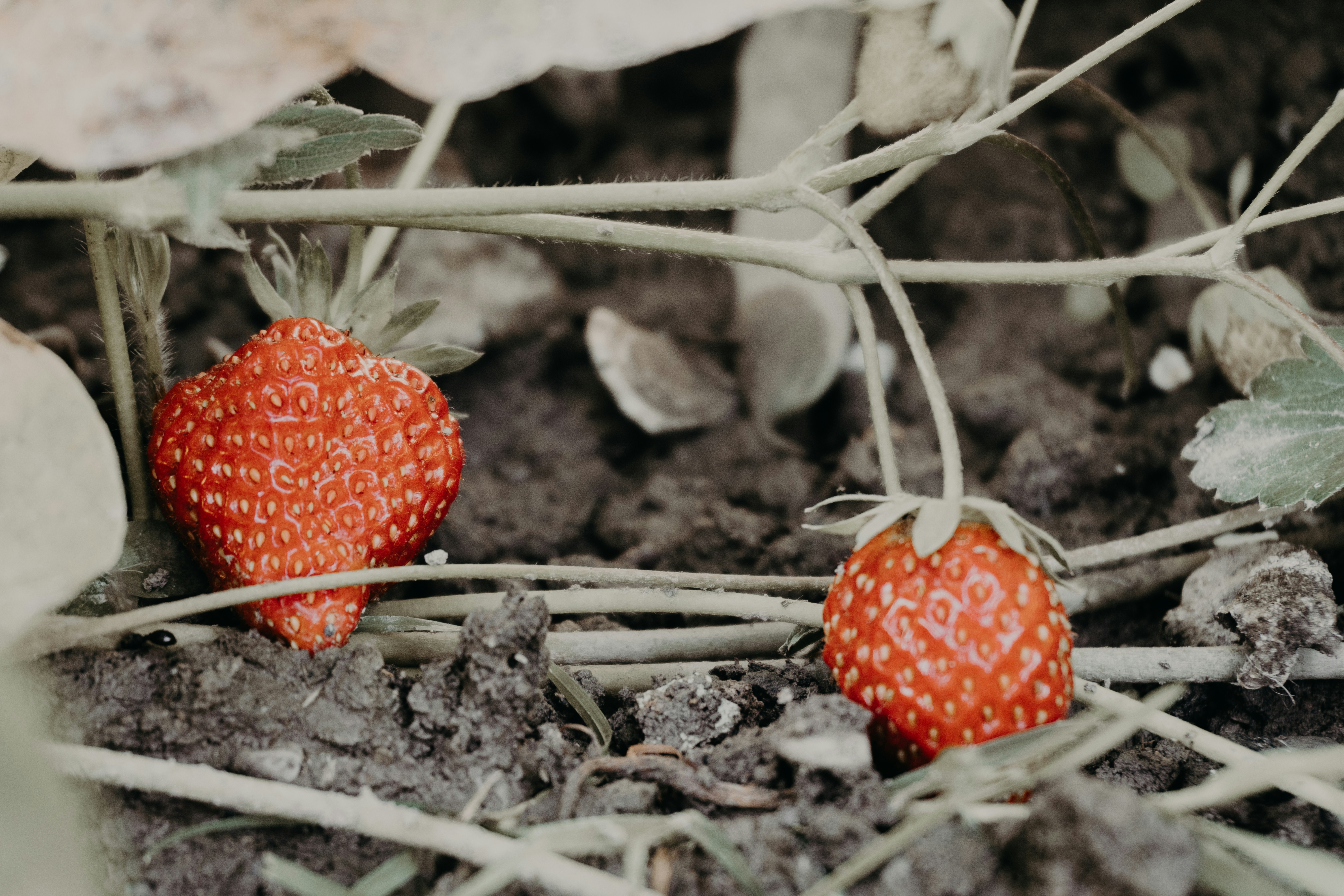 Two ripe strawberries growing on a plant.