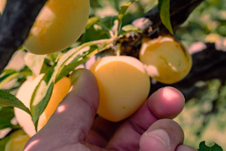 Hand picking ripe yellow plums from a tree.