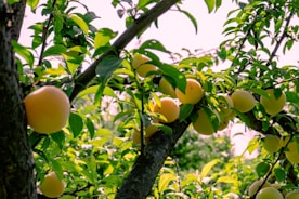 Yellow plums ripening on a tree branch.