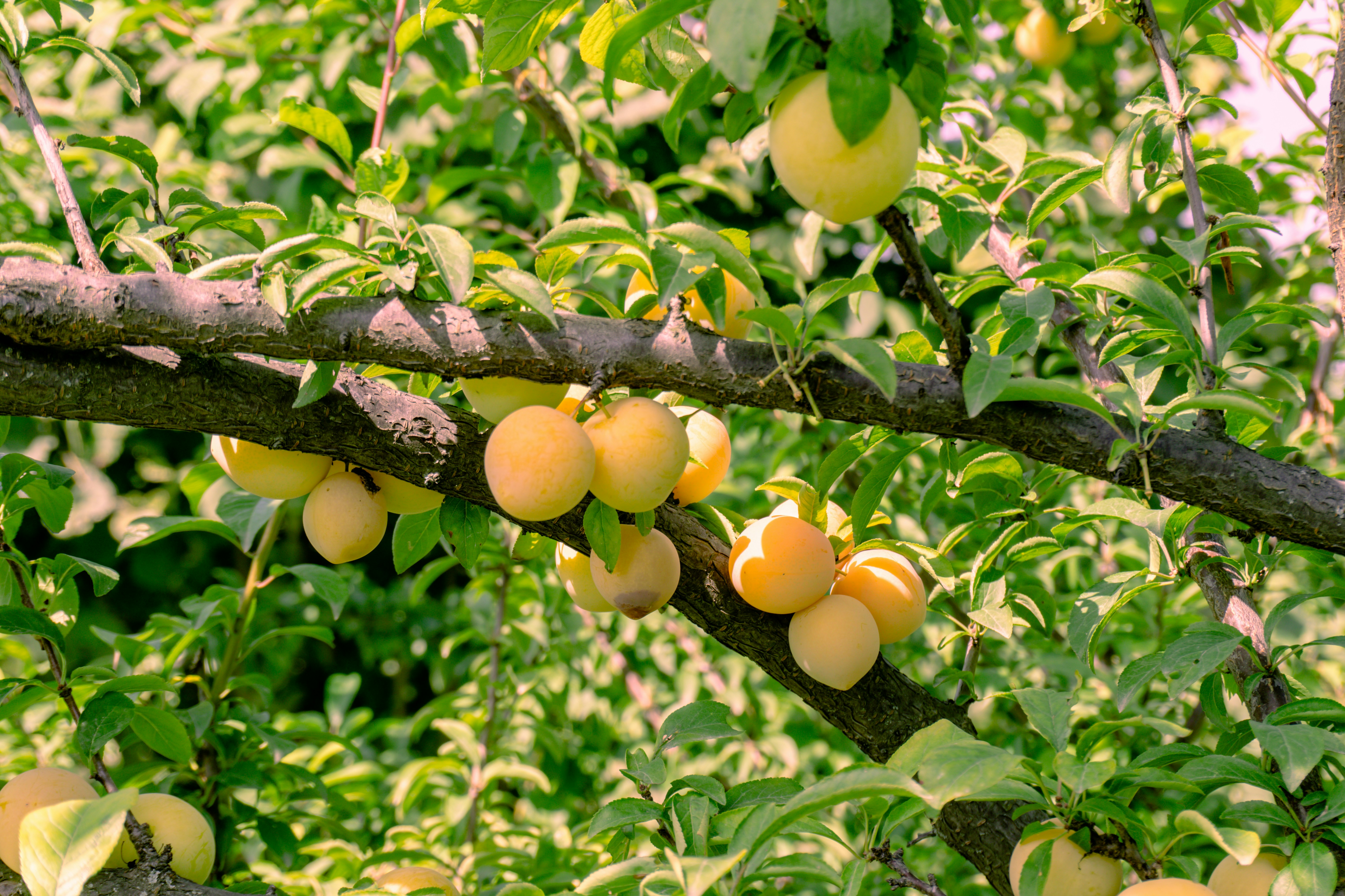 Photo by zulfugarkarimov