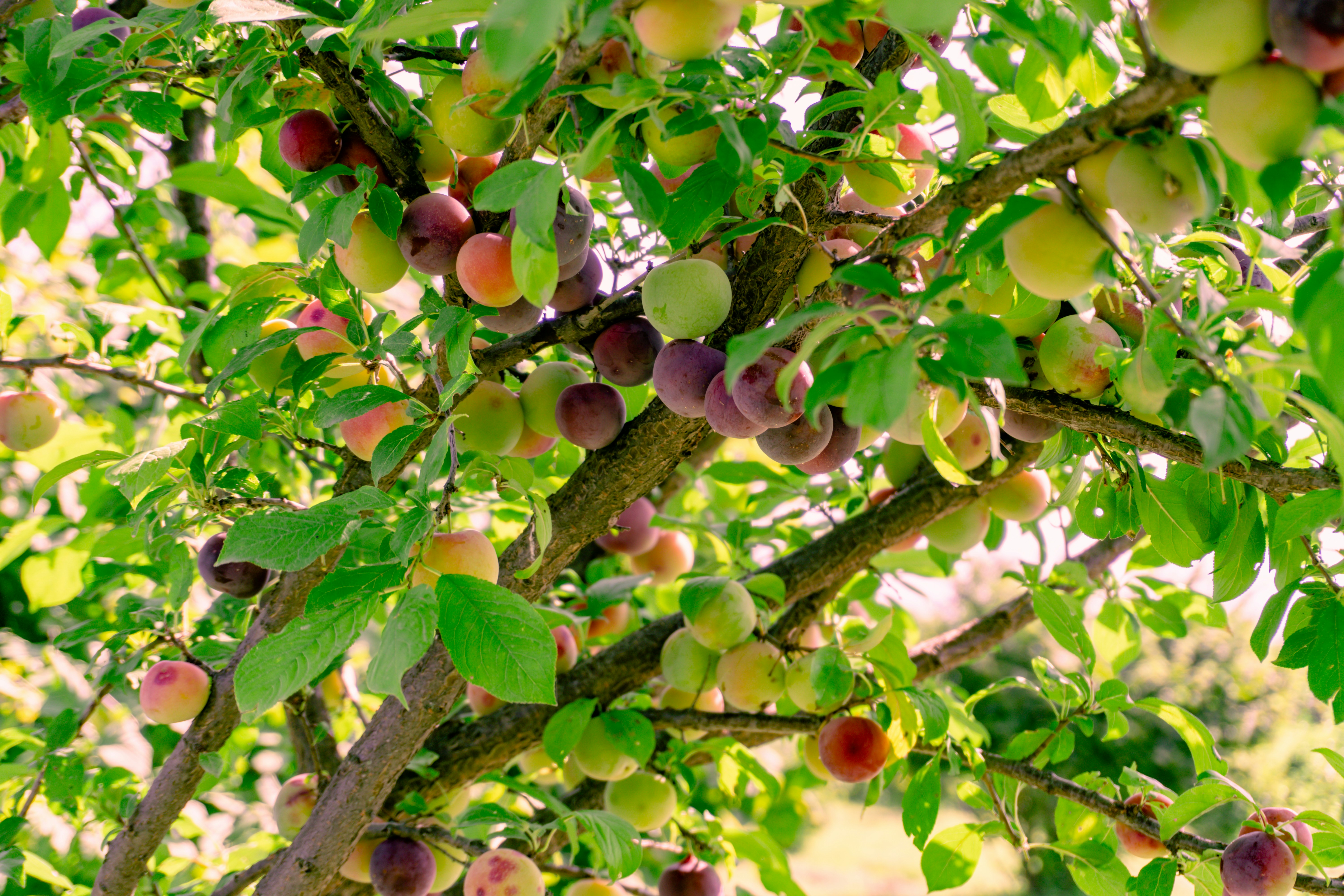 The Impact of Green Practices on Production Costs