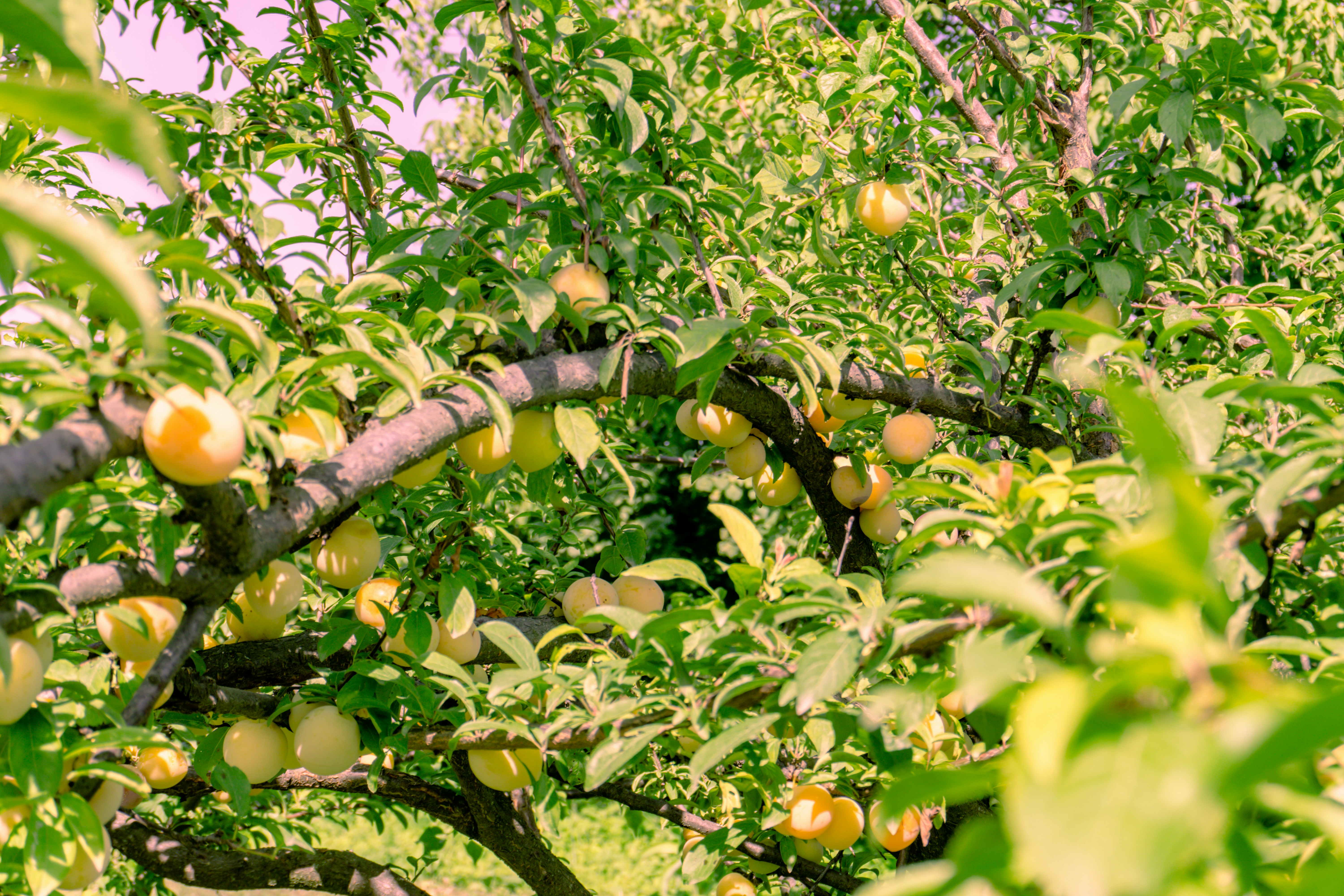 Yellow plums ripening on a tree branch.