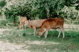 Three young cows grazing in a grassy field.