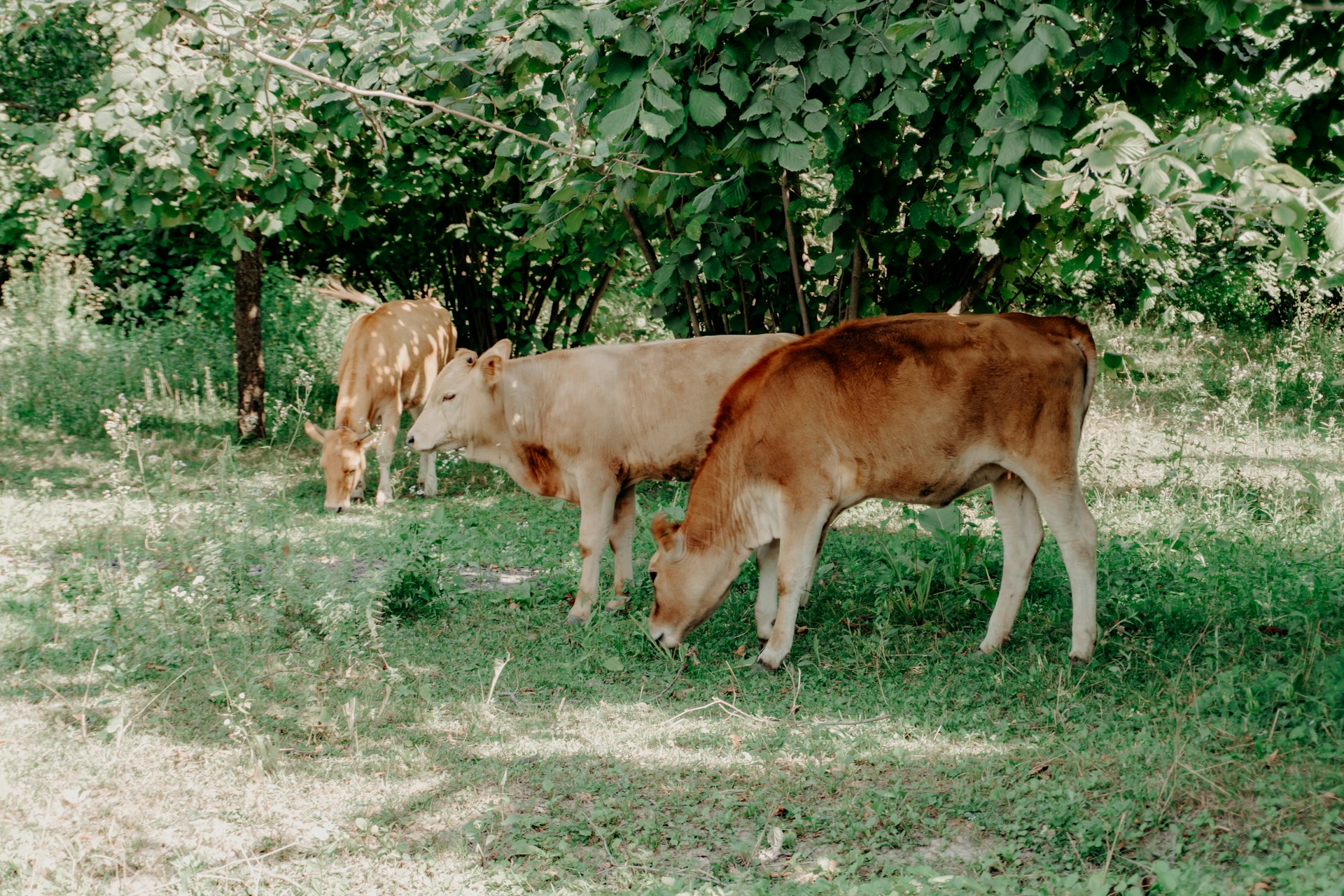 Three young cows grazing in a grassy field.
