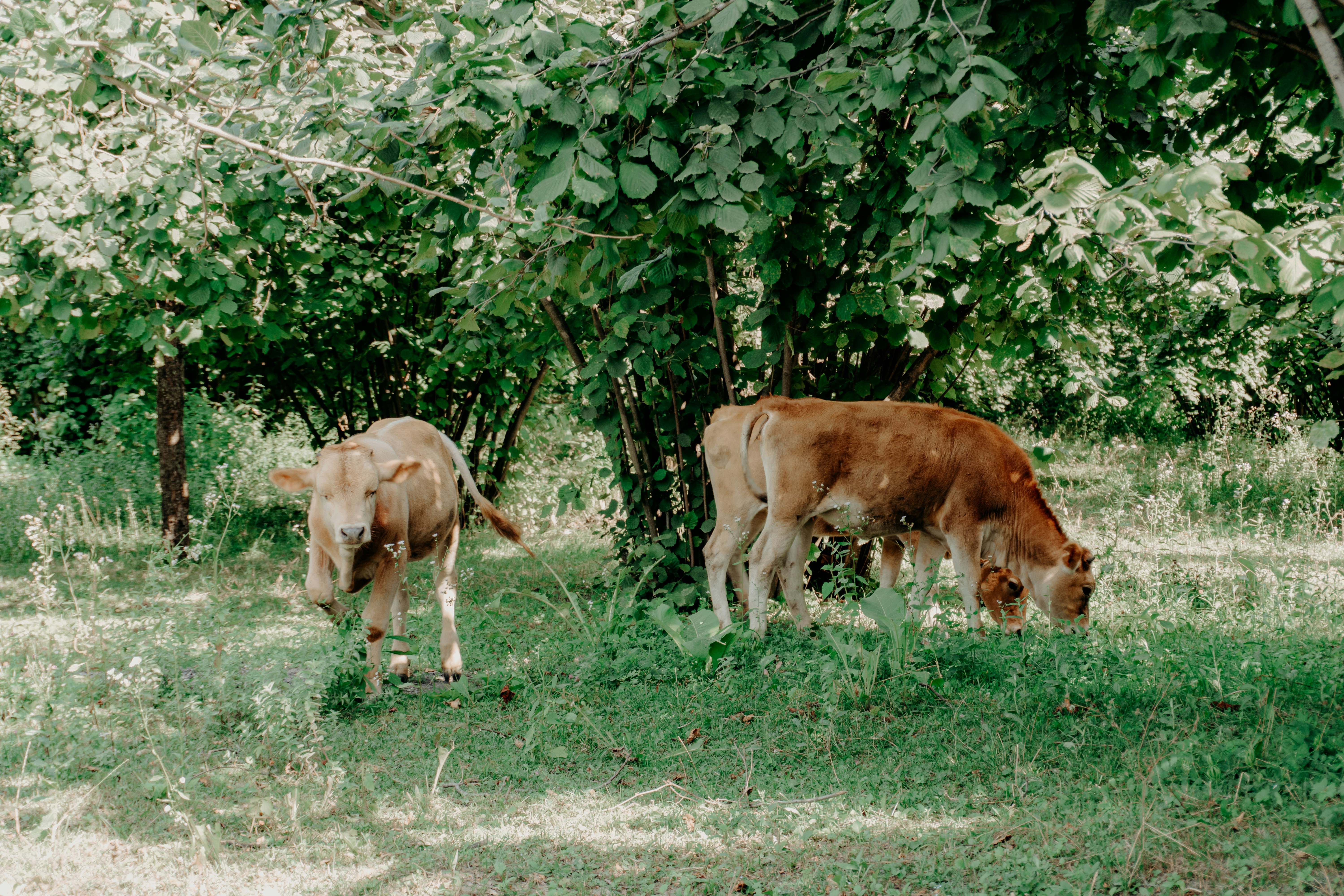 Die Grundlagen einer gesunden Tierernährung verstehen