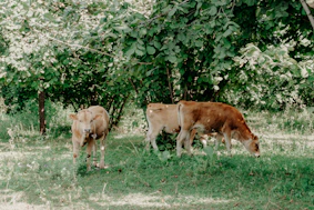 Three calves grazing in a grassy, wooded area.