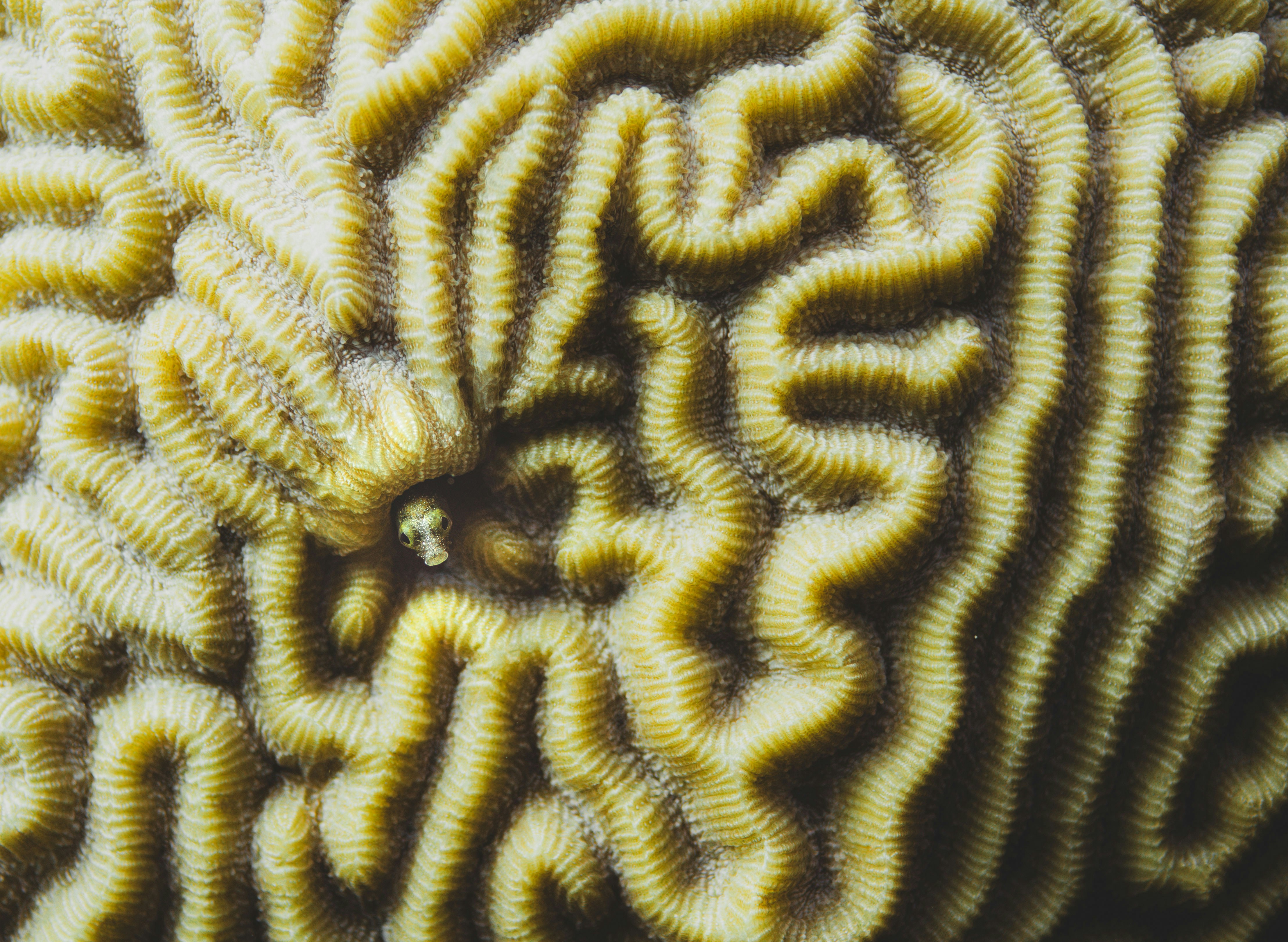 Close-up of intricate brain coral texture