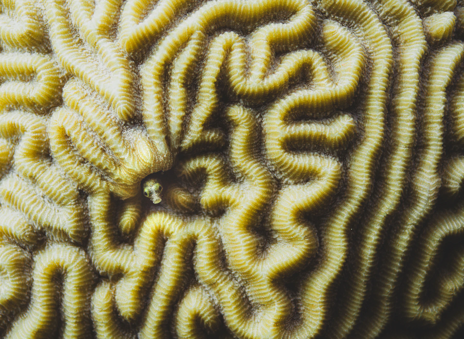 Close-up of intricate brain coral texture