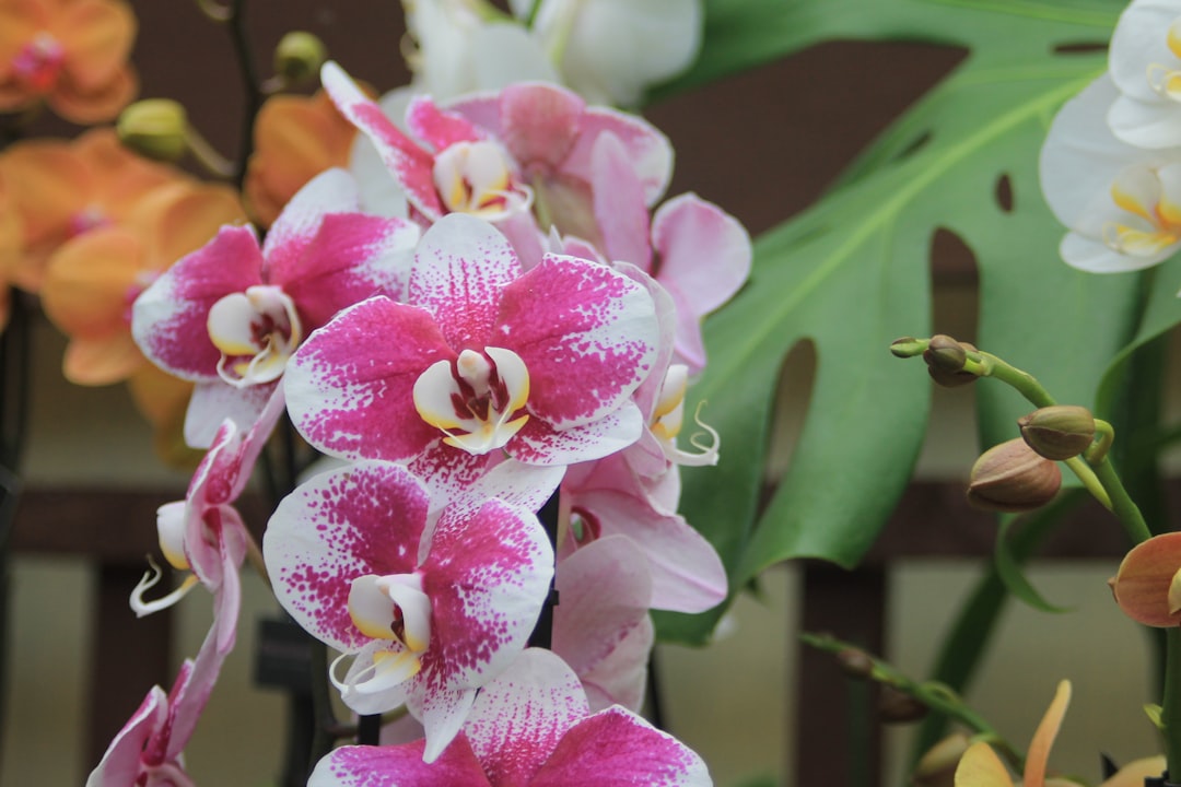 Orchid plants