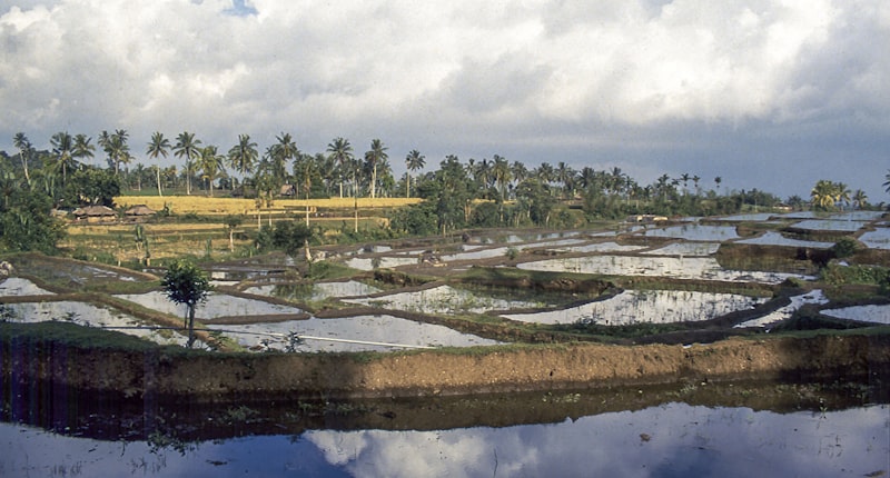 rice market, rice bags, supermarket shelves, grocery store, Japanese rice packaging, farmer's market, rice harvest, rice field
