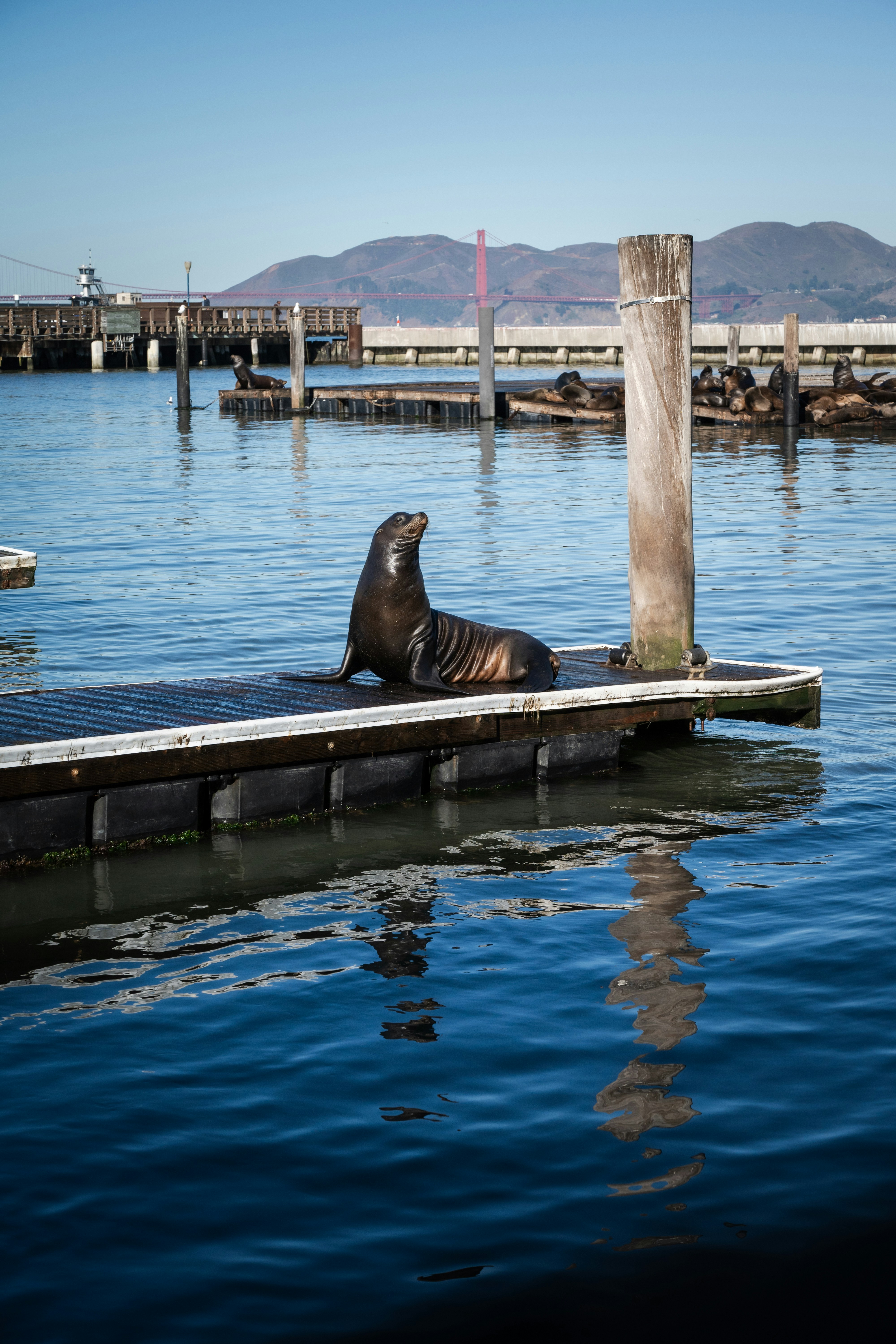 A sea lion rests on a pier by the water.