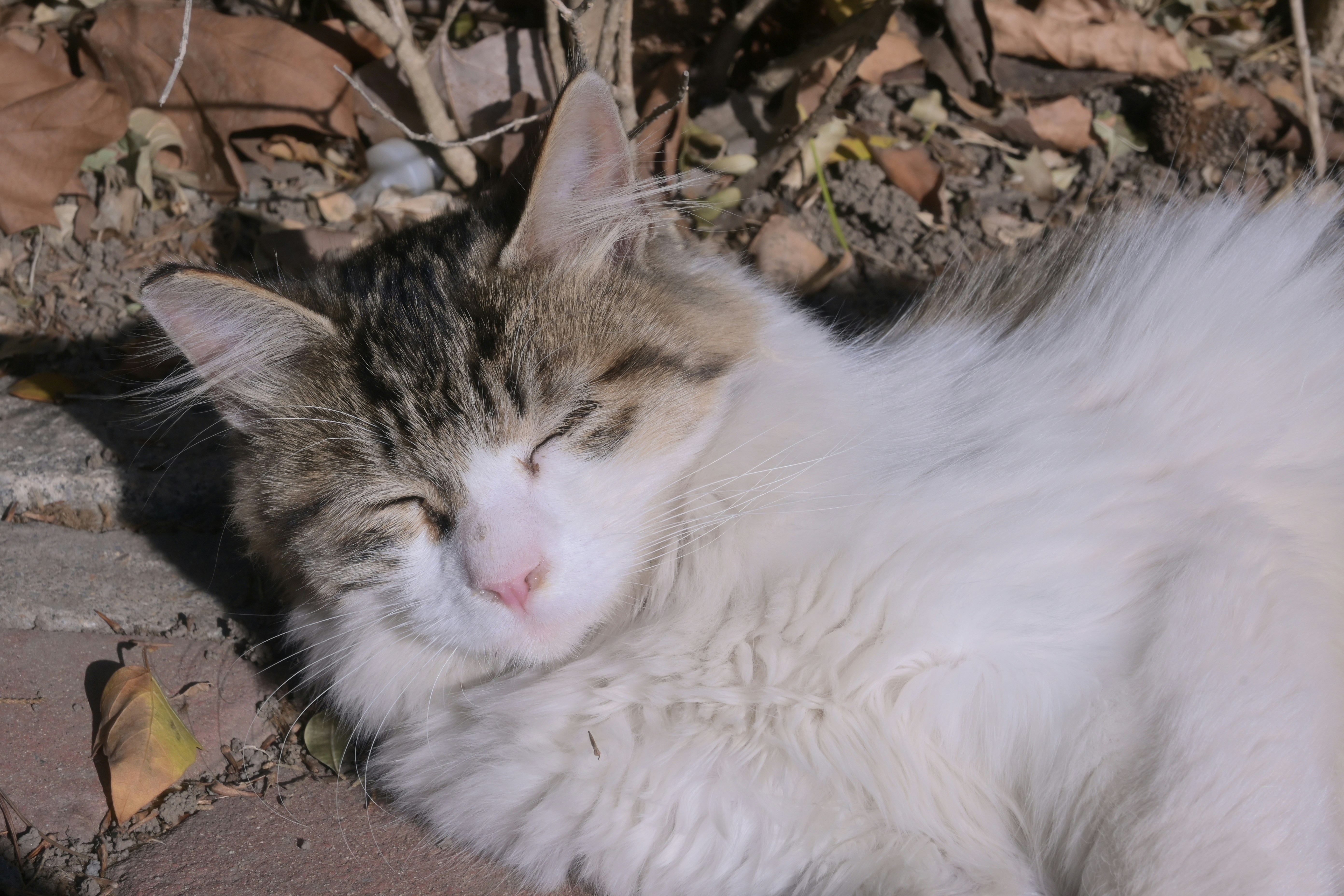 calm cat sleeping peacefully