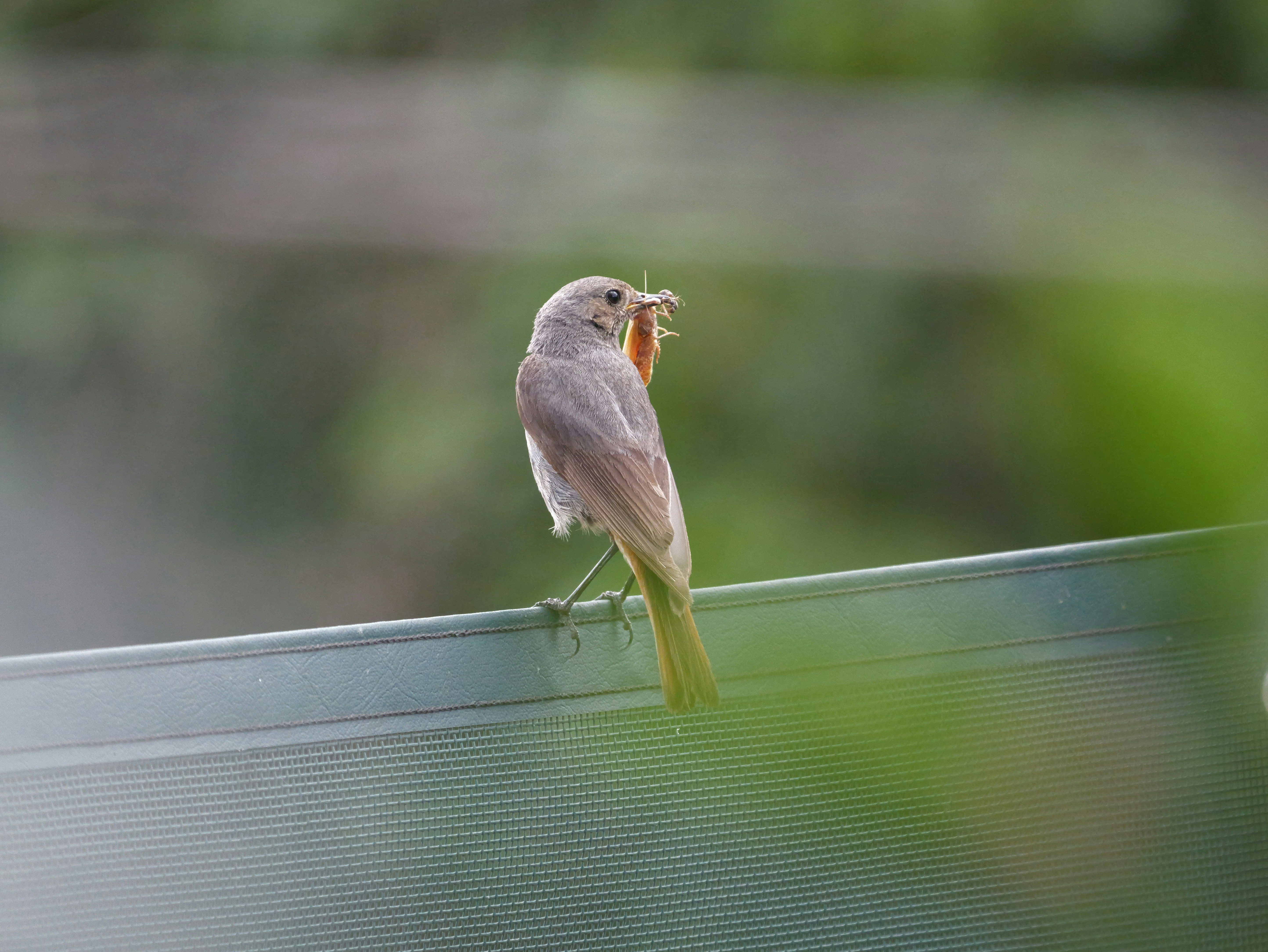 8 Backyard Bird Watching Tips for Using Porches and Patios in Rain