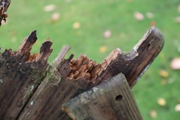 Rotten wooden fence with blurred green background