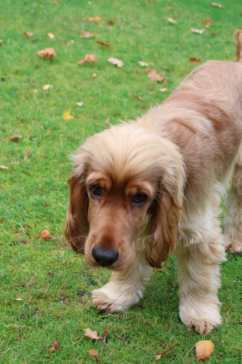 Çimenlik bir bahçede yürüyen, sarkık kulaklı açık kahverengi tüylü Cocker Spaniel yavrusu