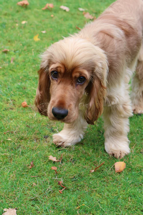Sonbahar yapraklarının arasında açık kahverengi tüylü Cocker Spaniel
