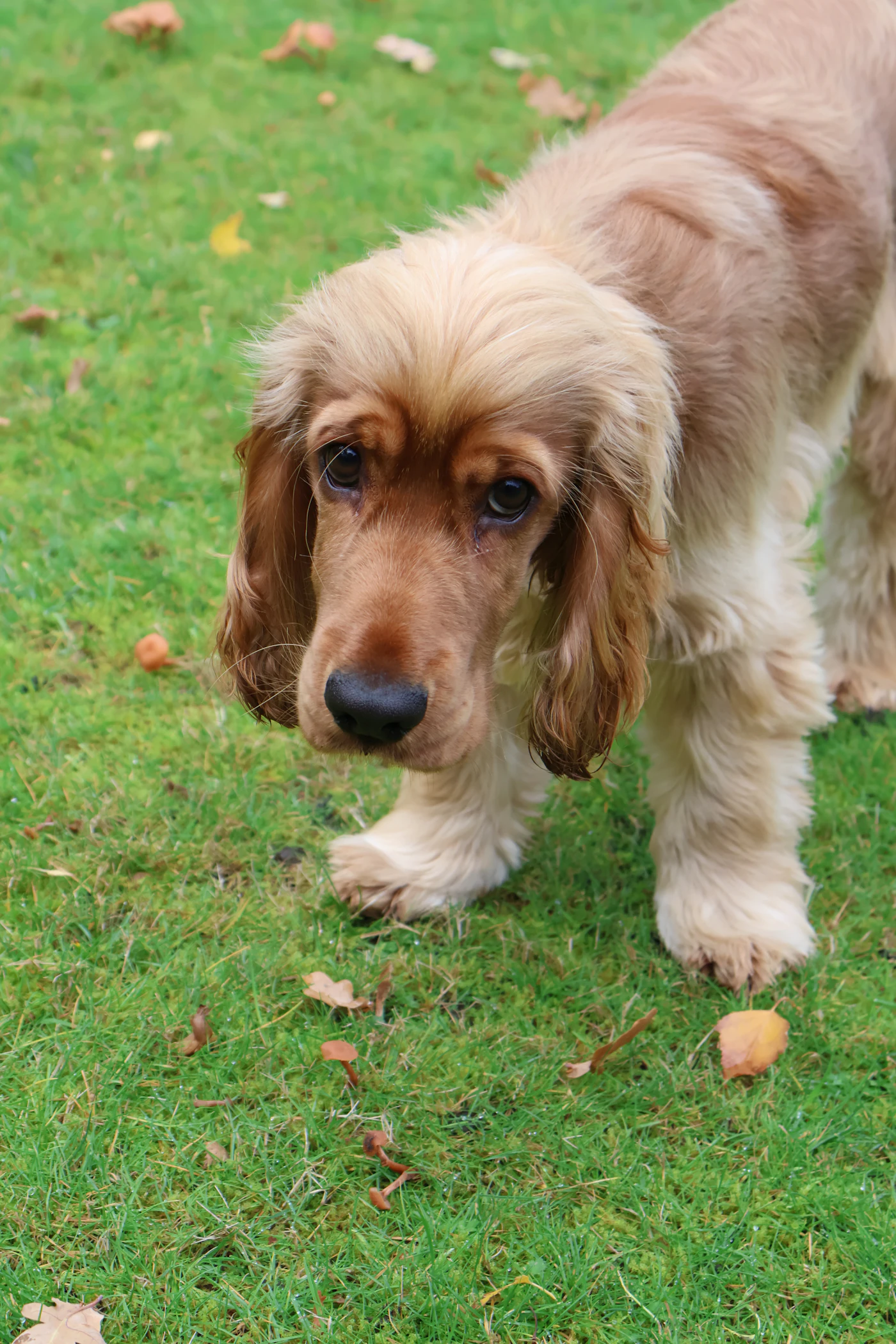 Cocker Spaniel de pelaje ondulado color canela sobre hierba