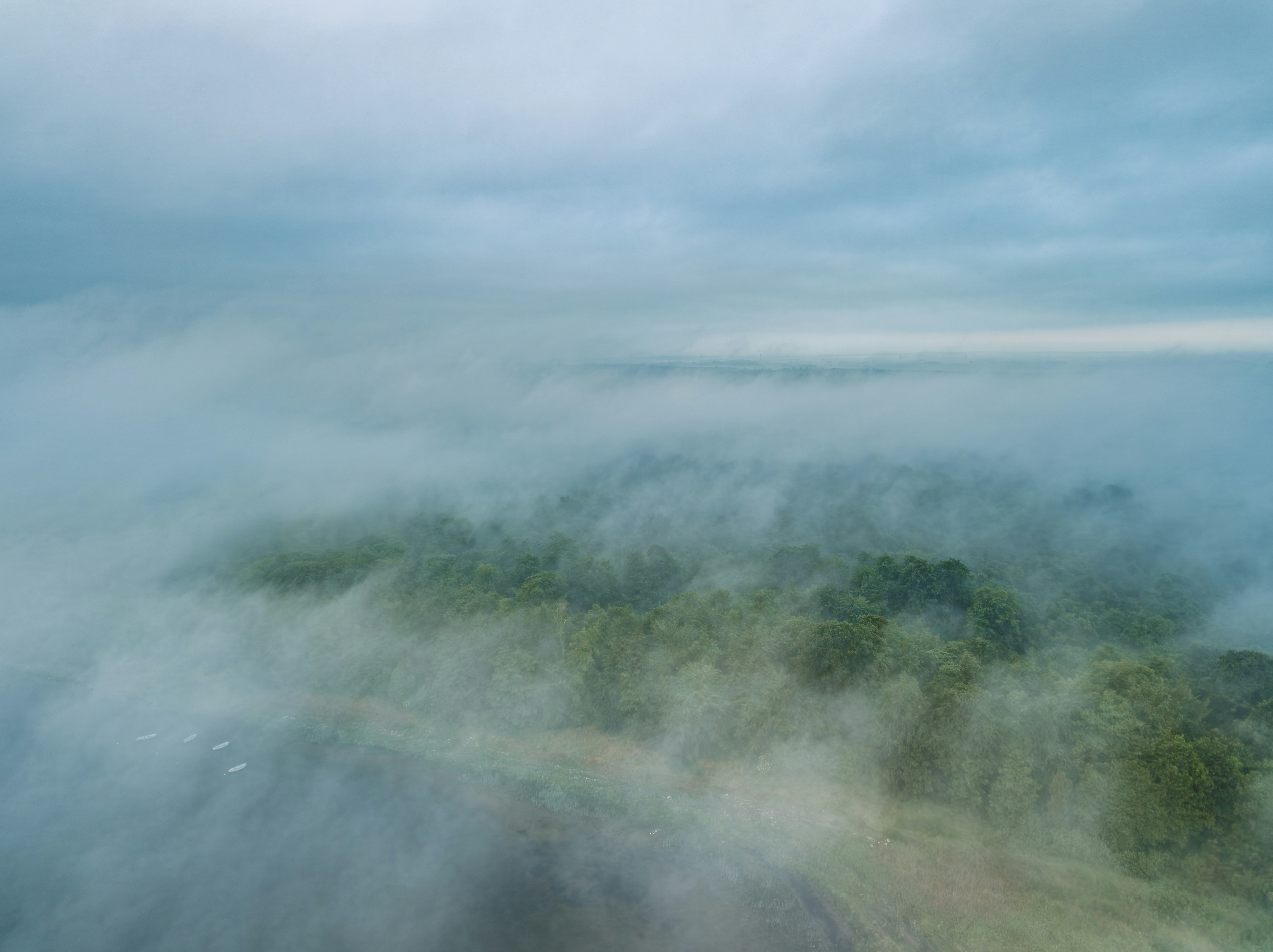 Dense fog over a lush green forest
