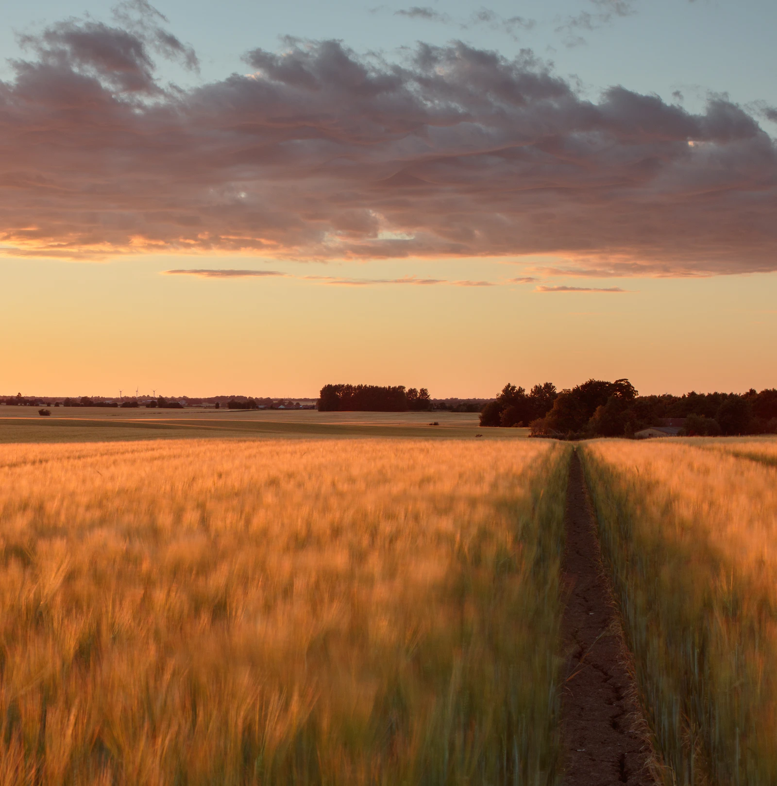 Golden wheat field at sunset, representing Harvest's agricultural network