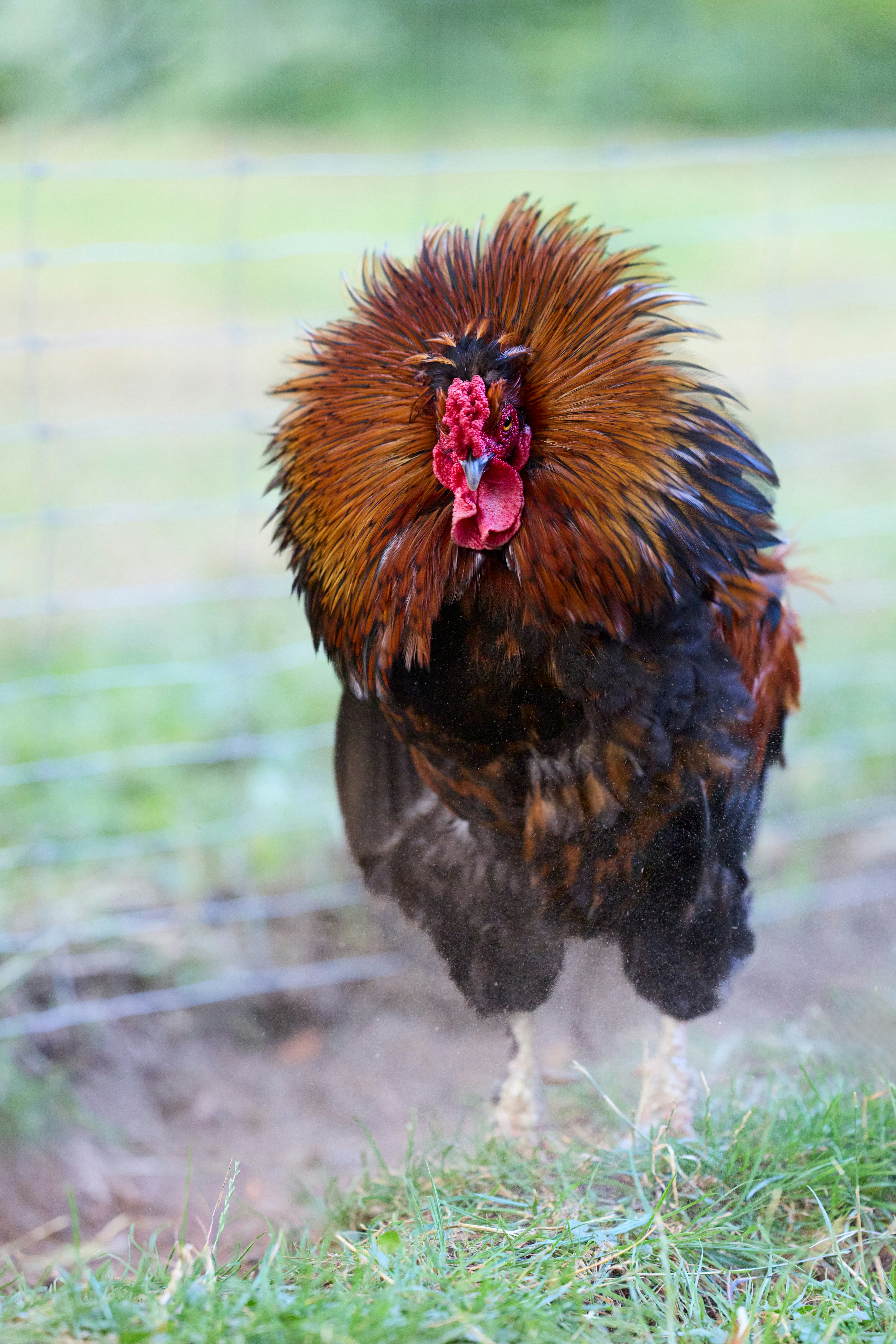 Cara Memandikan Ayam