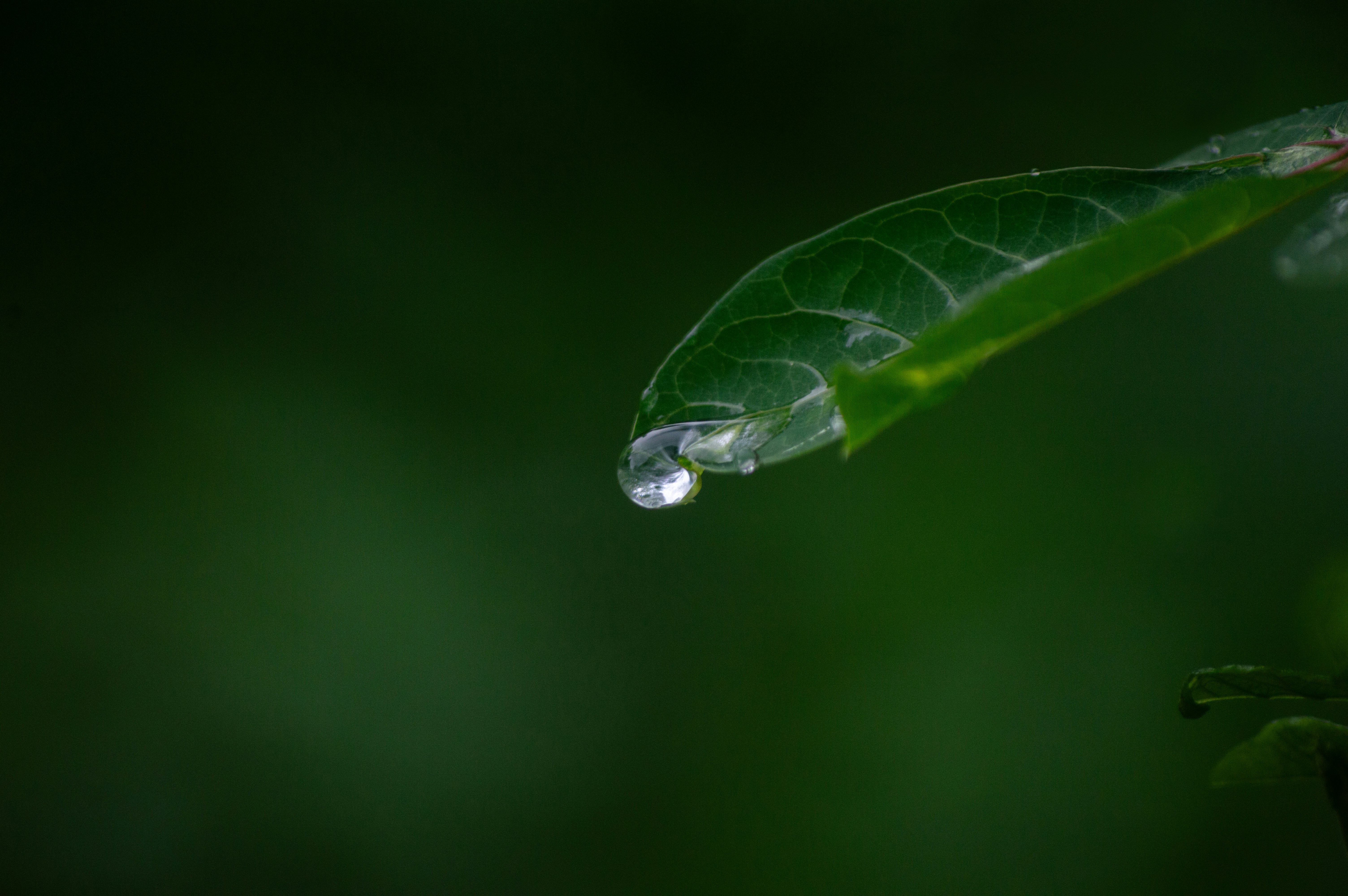 A water droplet hanging from a green leaf.