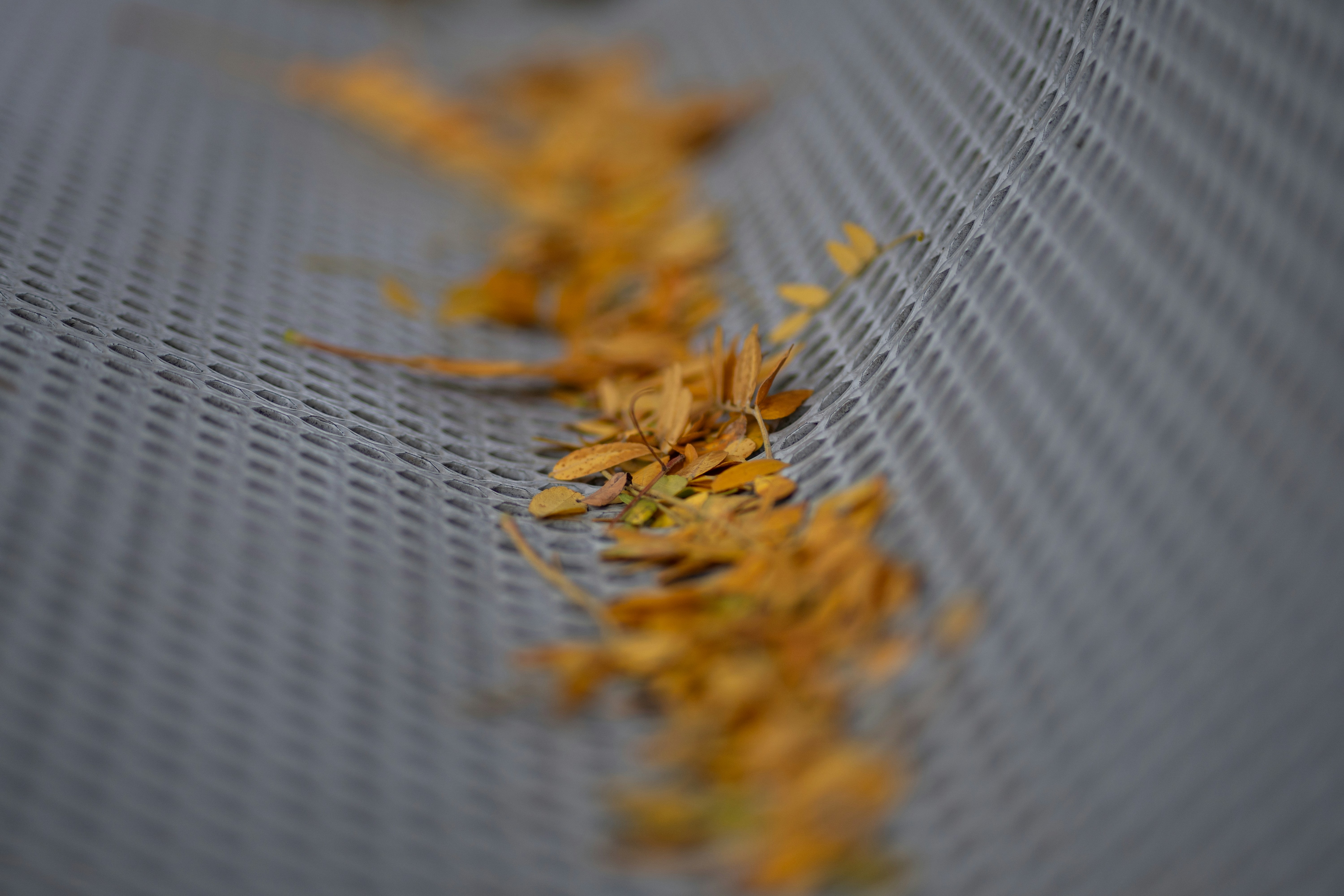 Dry leaves scattered on a gray textured surface