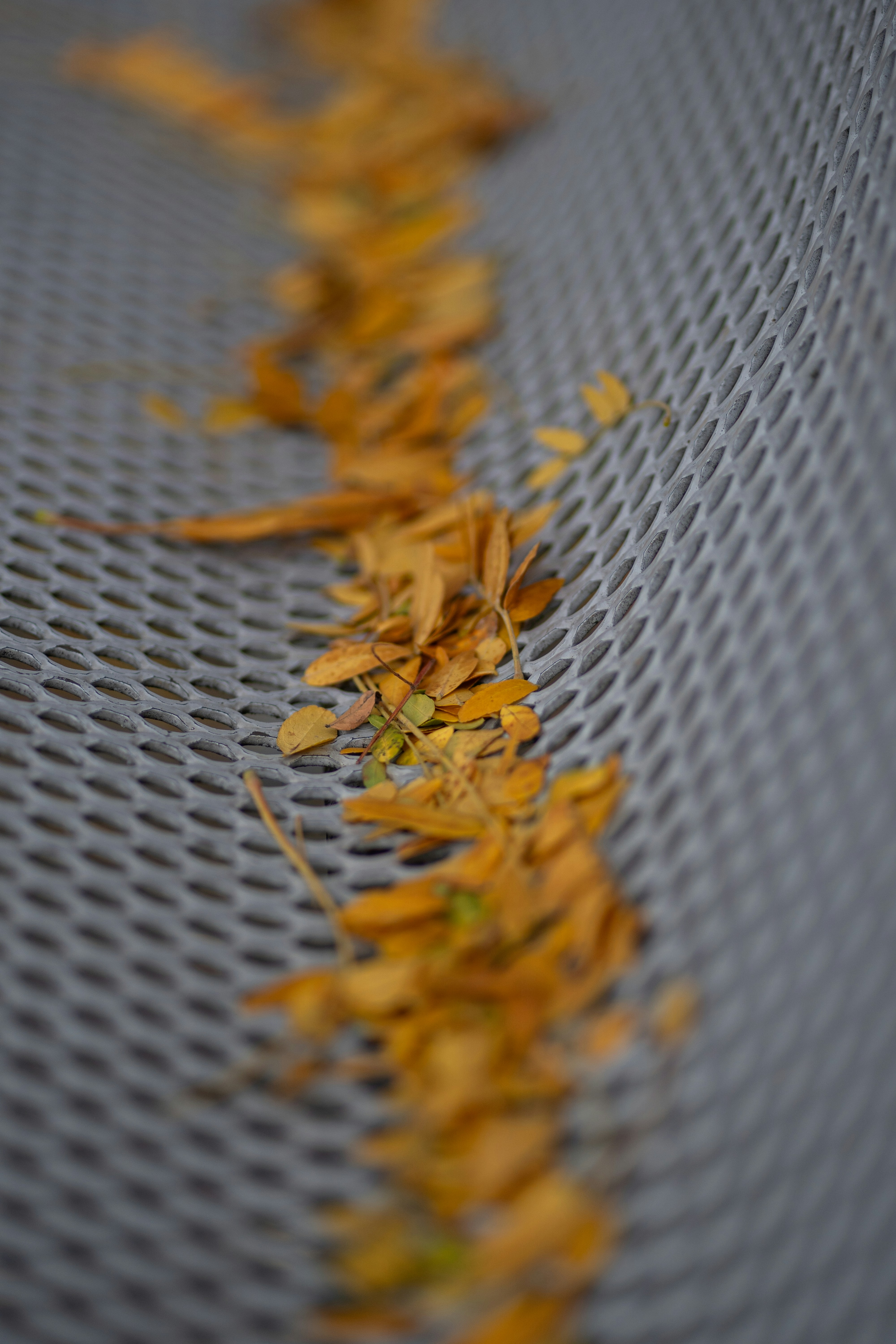 Dry autumn leaves on a gray metal surface